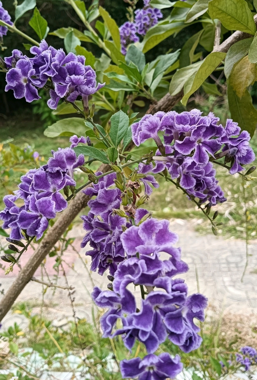 群芳吐艳轻枝软,凌乱紫娟似缀冠. 分享假连翘花图片.