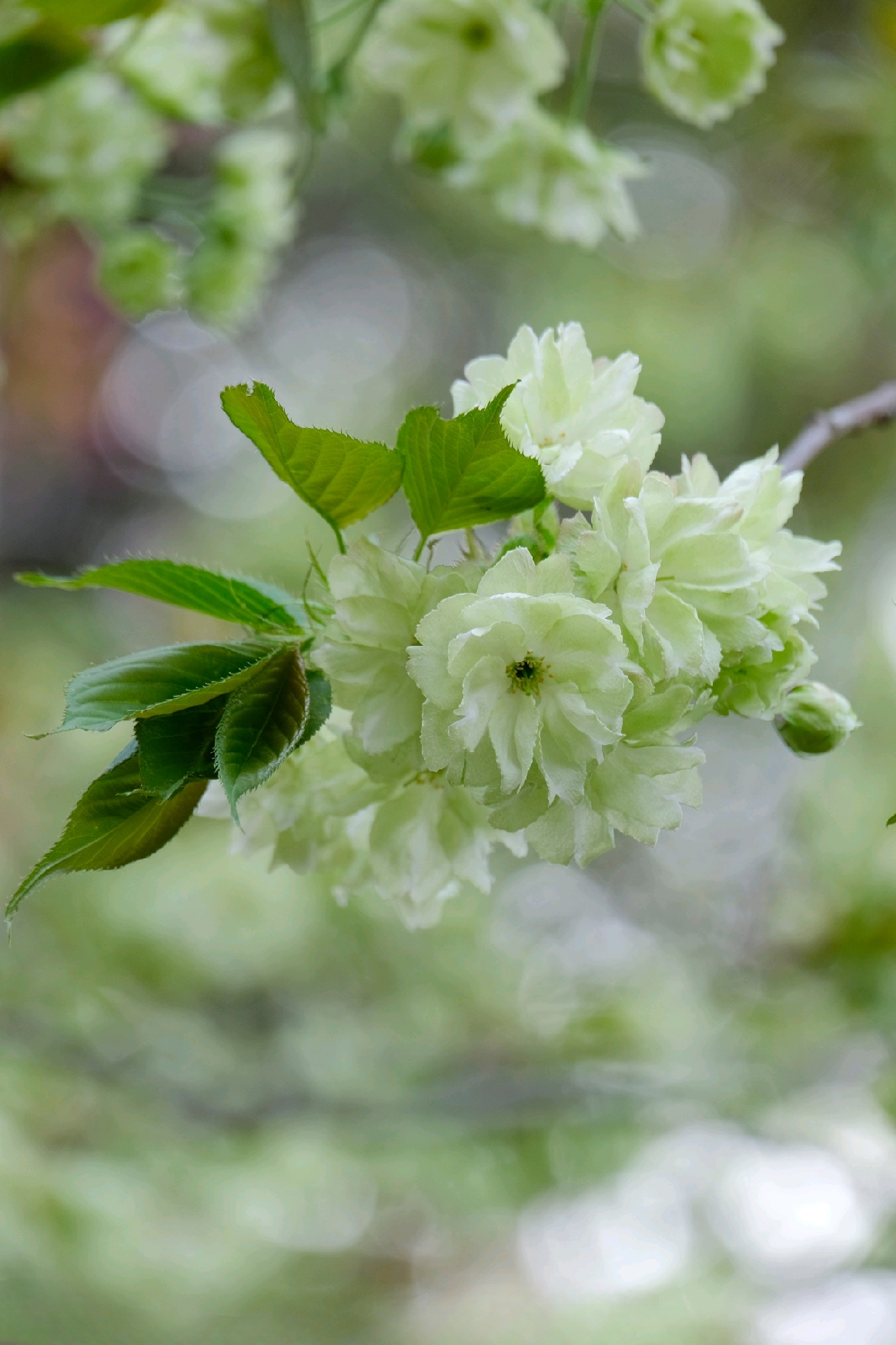 淡绿色的樱花你见过吗? 它可是樱花界"大熊猫"啊!