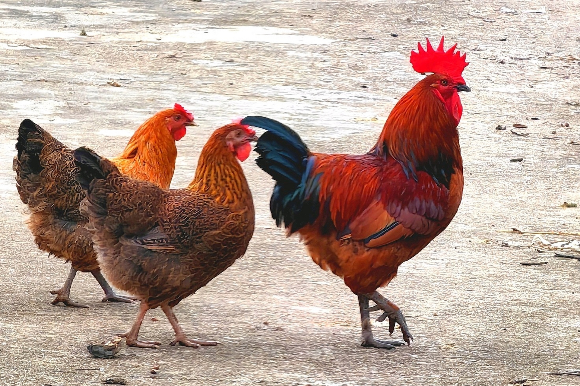 每日句典: 一,【一人得道,鸡犬升天】 出自汉·王充《论衡·道虚》.