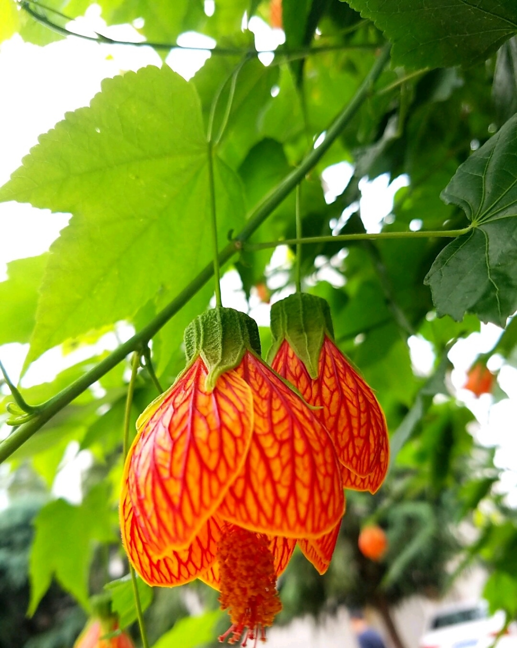 金铃花,别名灯笼花,风铃花等,是金铃木锦葵科苘麻属常绿灌木,高达1米
