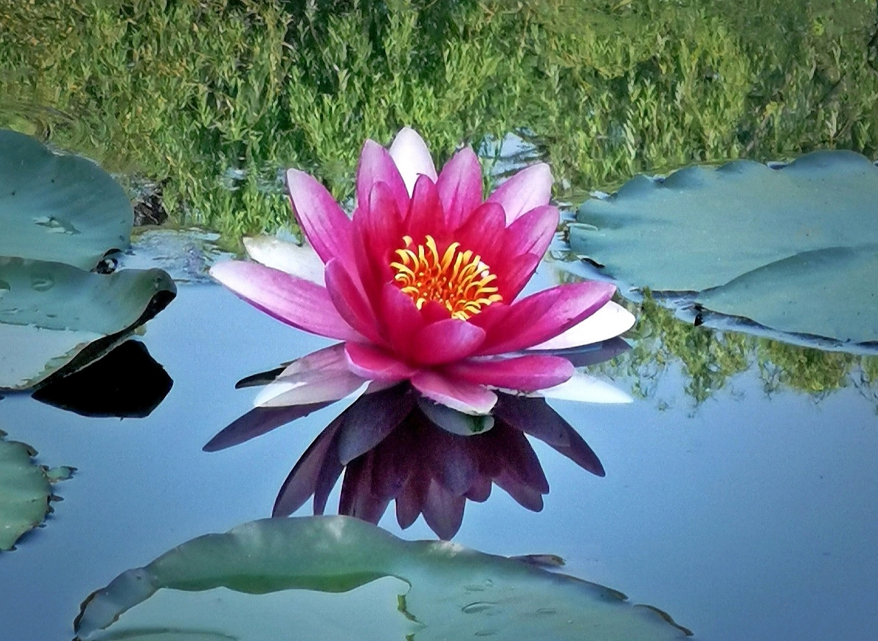 远离俗世繁华,独自惊艳开花 分享一组睡莲美图