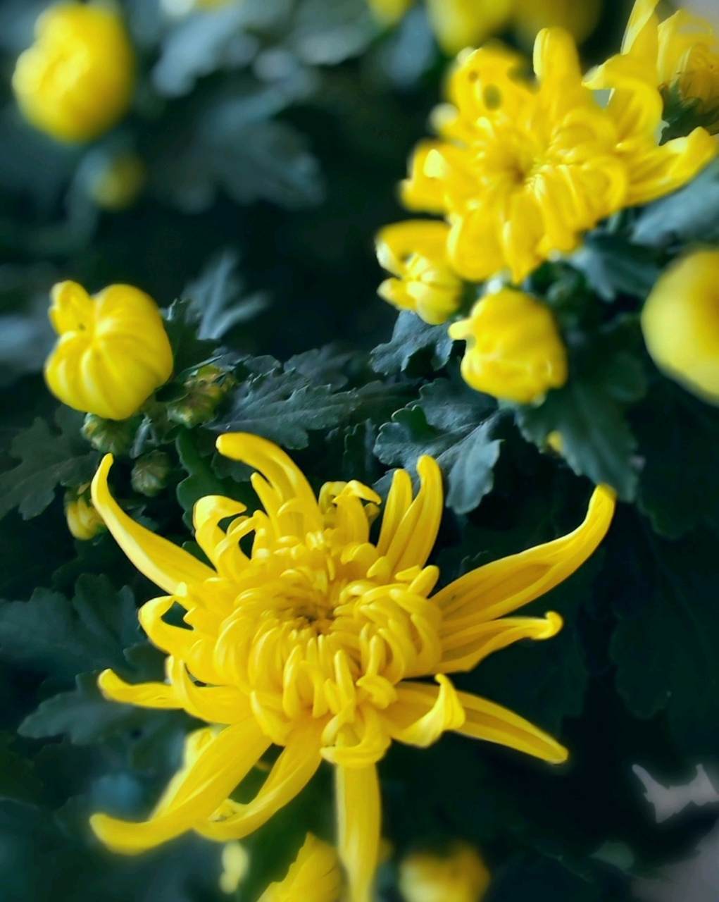 重阳节,早在战国时期就已经形成,到了唐代被正式定为民间的节日,此后