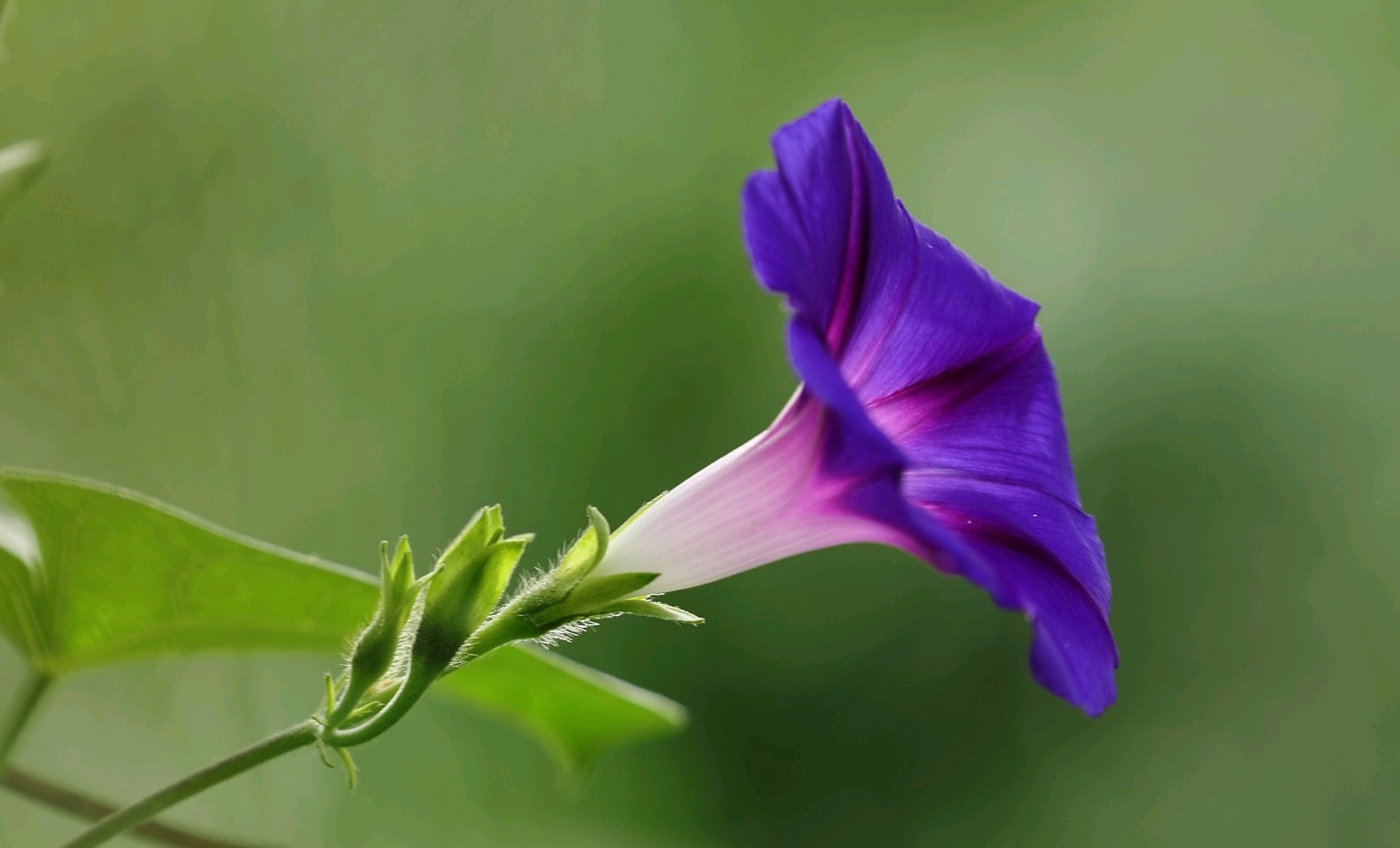 "圆似流泉碧剪纱,墙头藤蔓自交加." 牵牛花,别名,喇叭花.