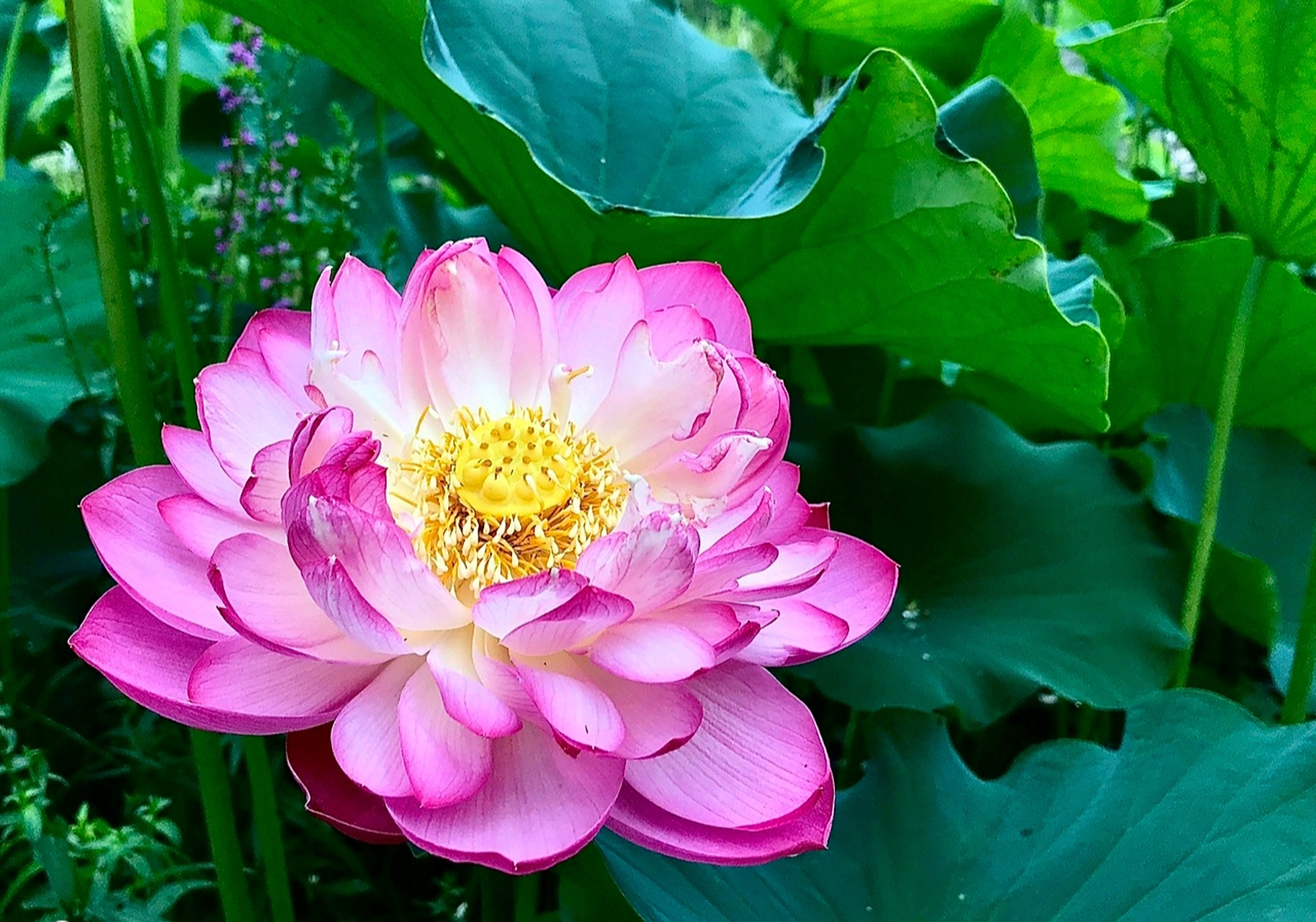 分享重瓣荷花图片