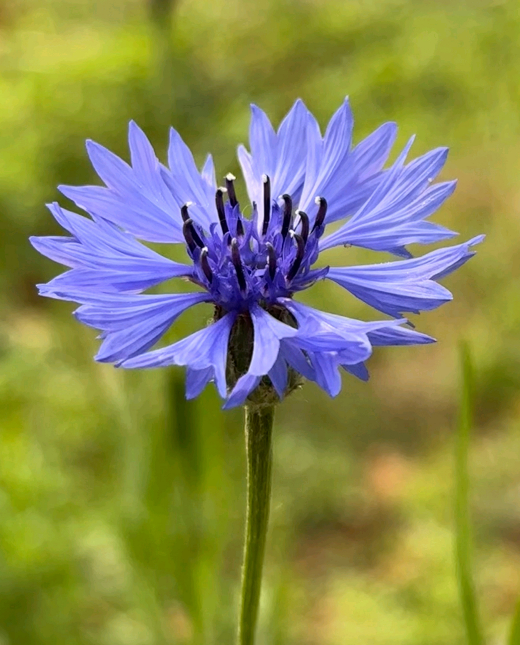 矢车菊(shi che ju )别名蓝芙蓉,翠兰,荔枝菊,蓝花矢车菊.