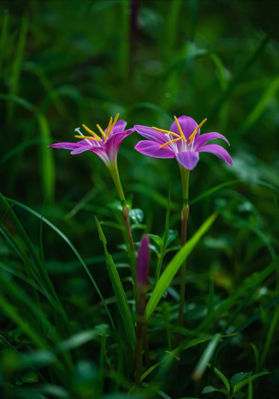 韭菜莲花图片大全图片