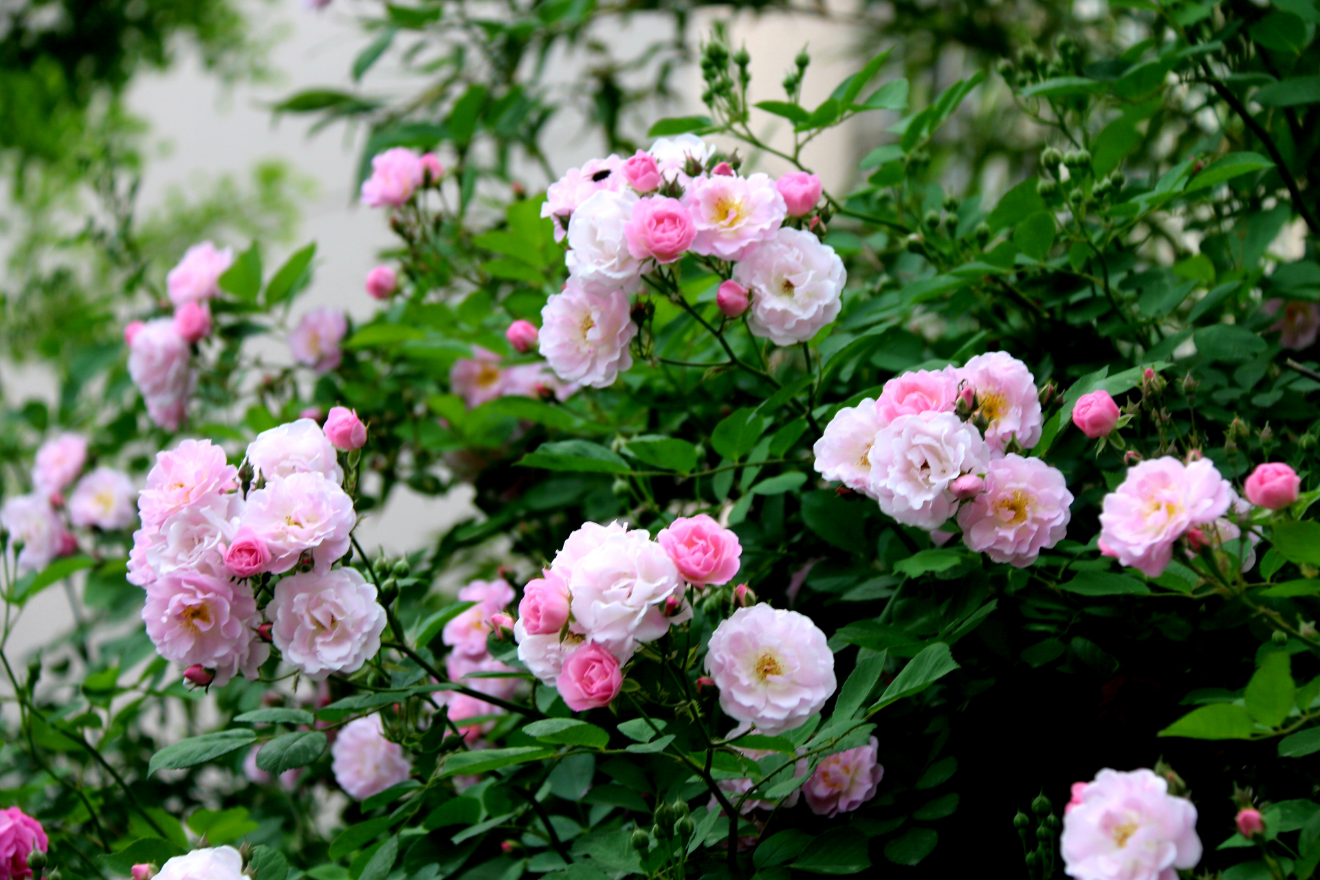 蔷薇,是蔷薇科蔷薇属木本植物;小叶为倒卵形,长圆形或卵形,有尖鹊单