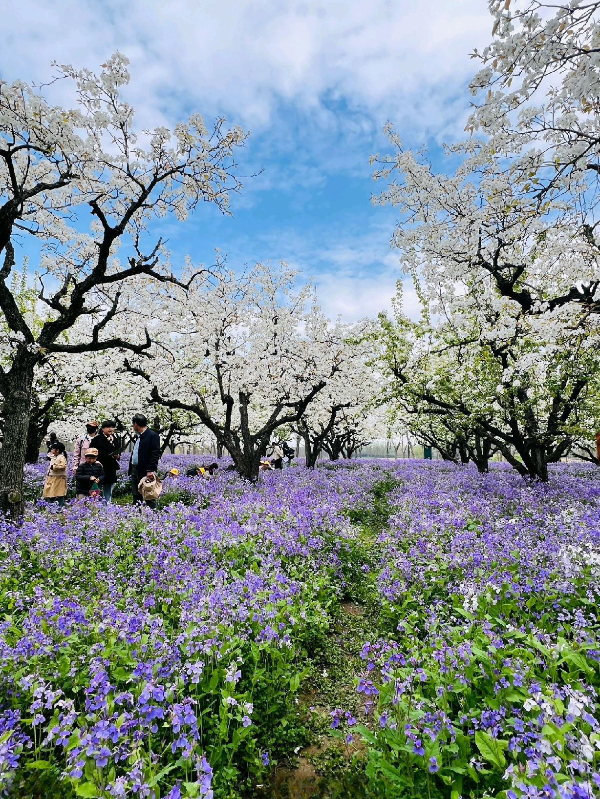【梨兰会】 在宿迁,有一种春天叫梨兰会, ——梨花与二月兰相会.