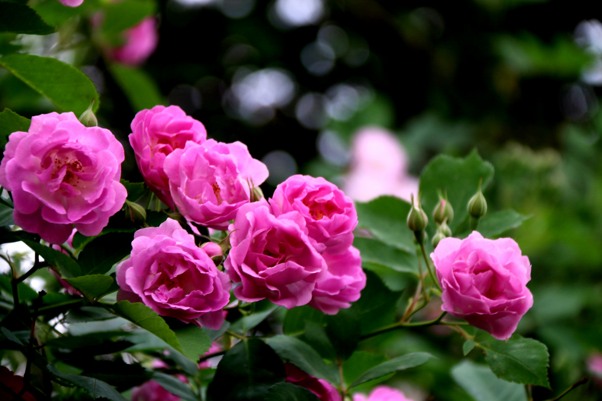 蔷薇,是蔷薇科蔷薇属木本植物;小叶为倒卵形,长圆形或卵形,有尖鹊单