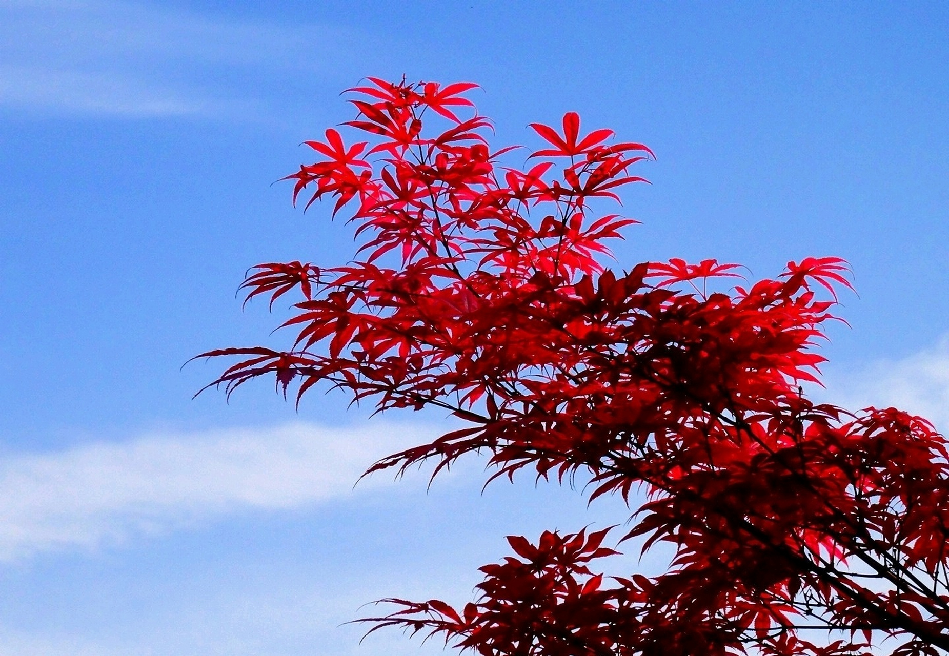 秋染枫叶似彩霞,金秋时节美如画