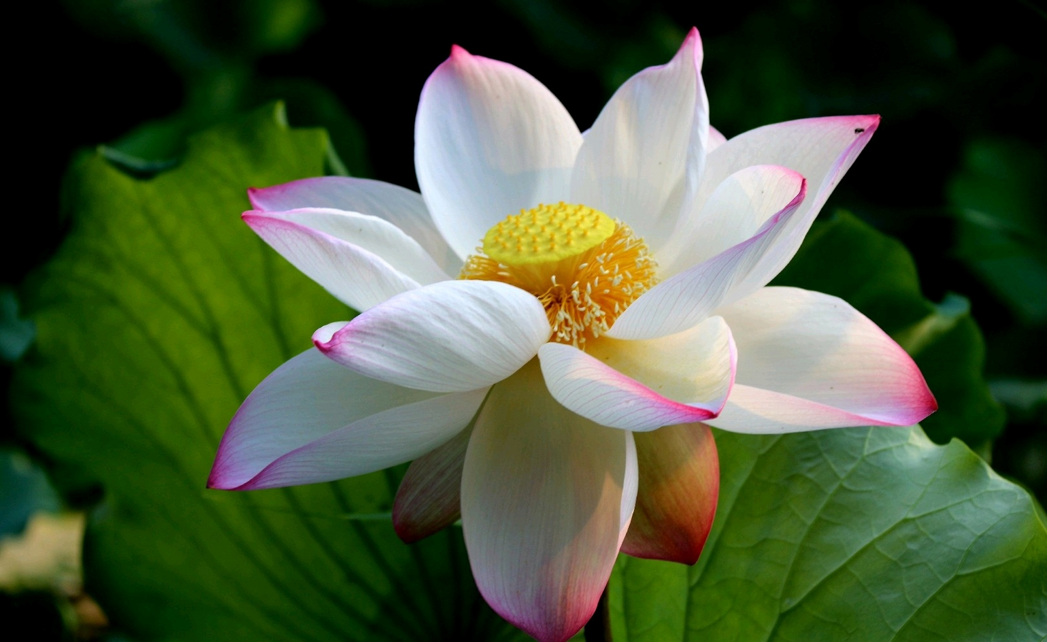 盛夏荷花依然香,等你宛在水中央