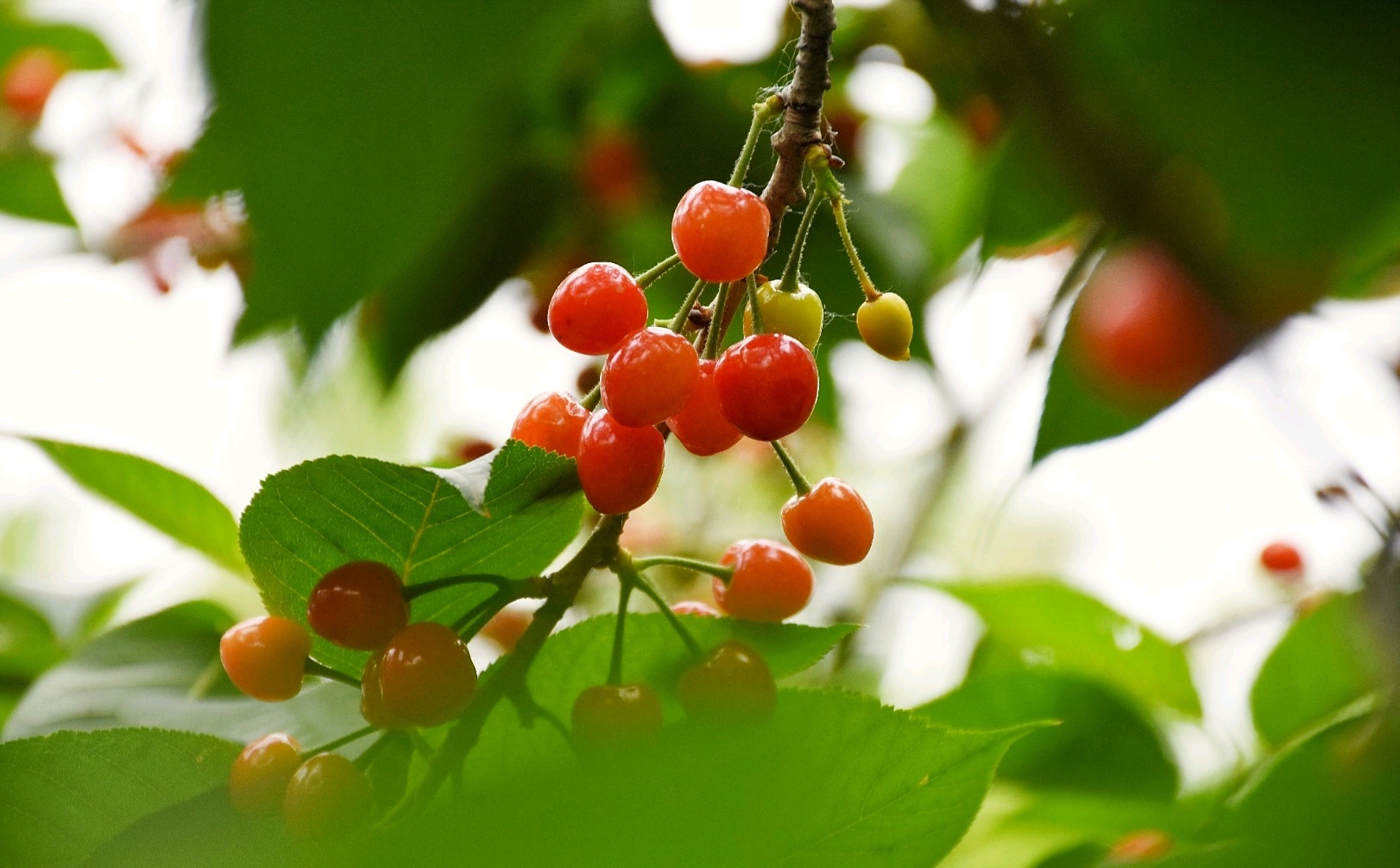 "樱桃好吃树难栽,不下苦功花不开, 幸福不会从天降,社会主义等不来"
