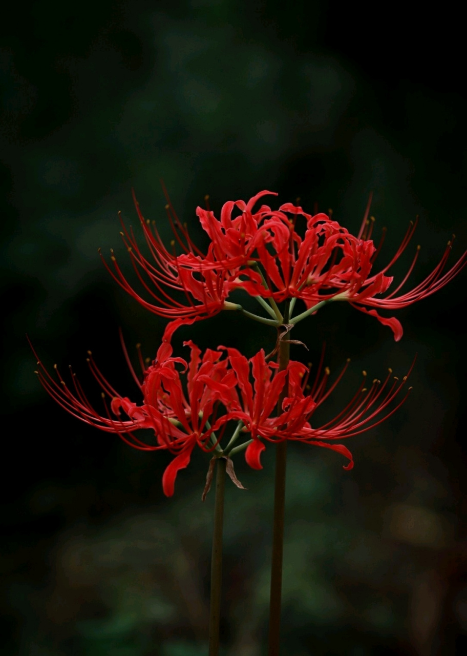 " 石蒜,别名彼岸花,是石蒜科石蒜属的多年生草本植物,花期8~9月.