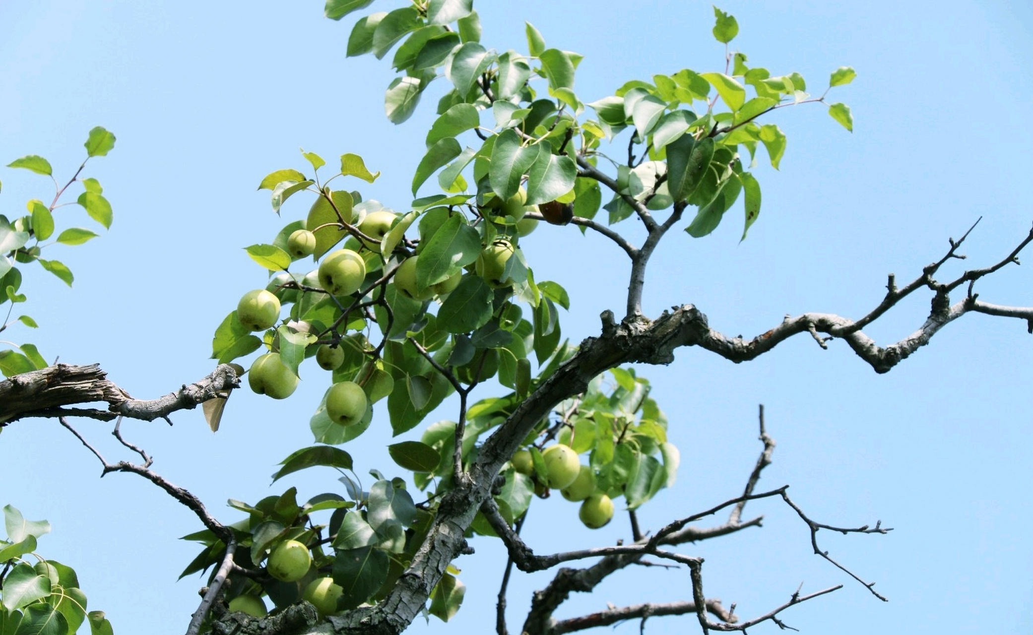 分享三台山野生老桩梨树, 梨子挂满枝头.