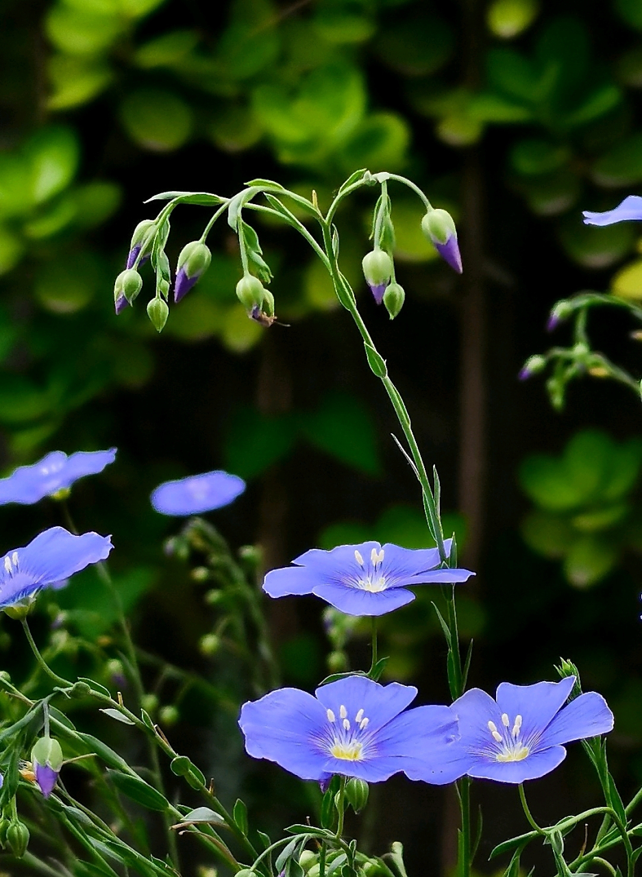 "迎风优雅,蓝色坚强" 【宿根亚麻】,是一种多年生宿根花卉,可作一年生