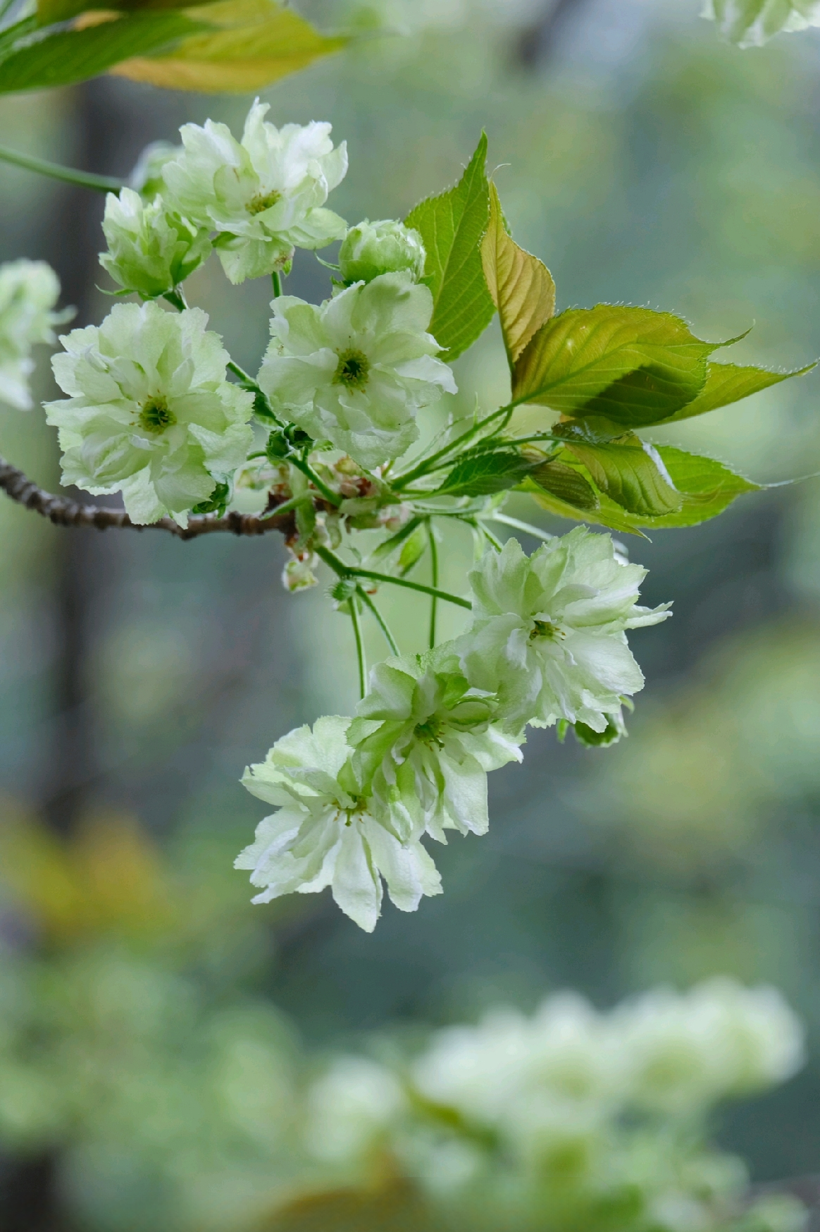 淡绿色的樱花你见过吗? 它可是樱花界"大熊猫"啊!