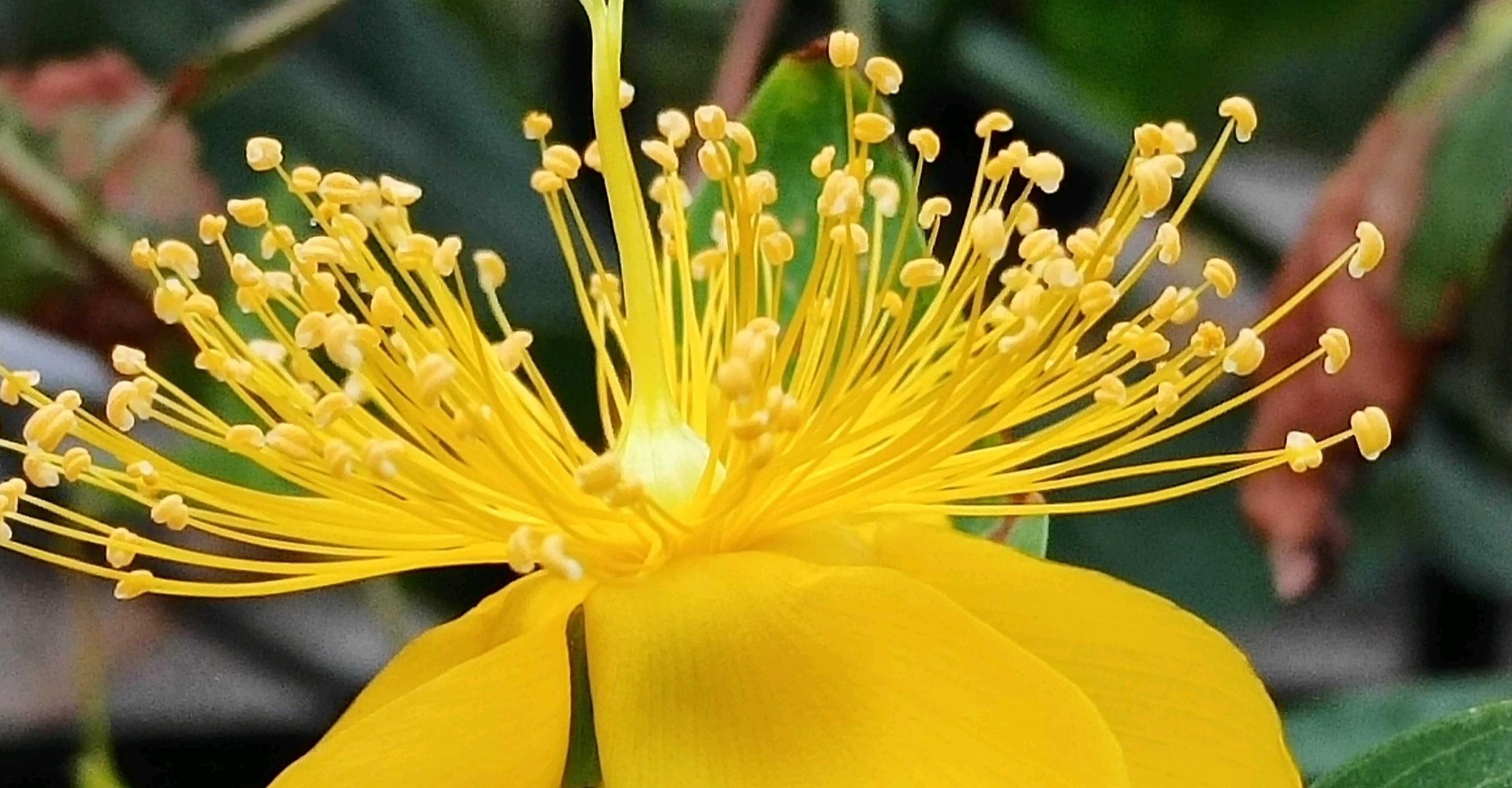 金丝桃花开灿烂金黄. 金丝桃,花如其名-- 花冠像桃花,花蕊如金丝.