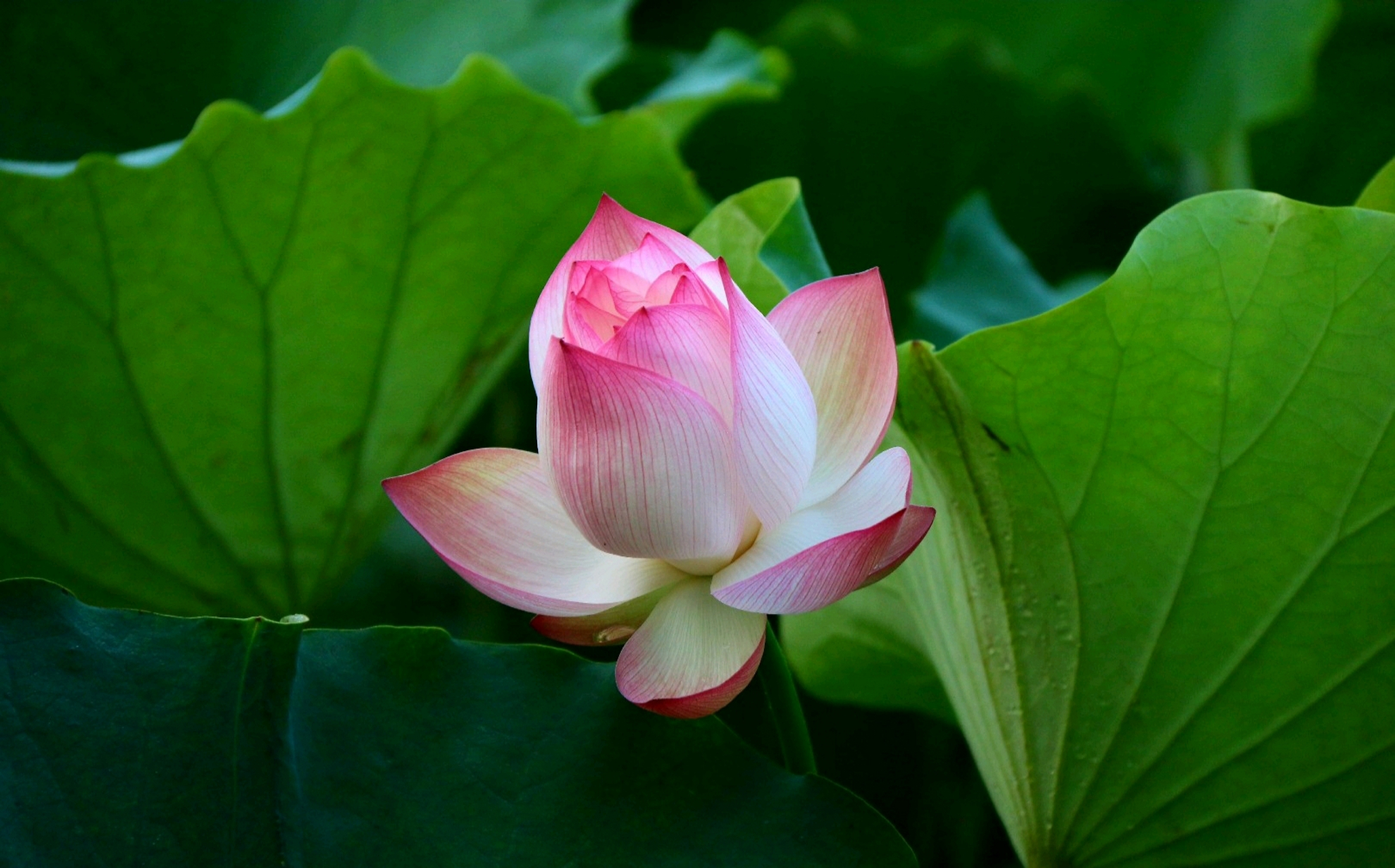 初夏荷花初开,荷香悠然飘来