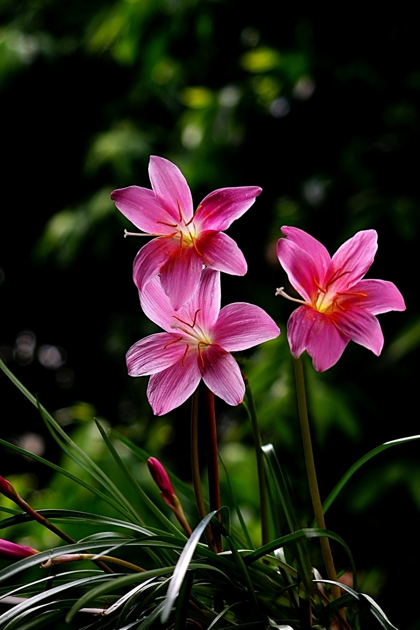 韭菜莲花图片大全图片