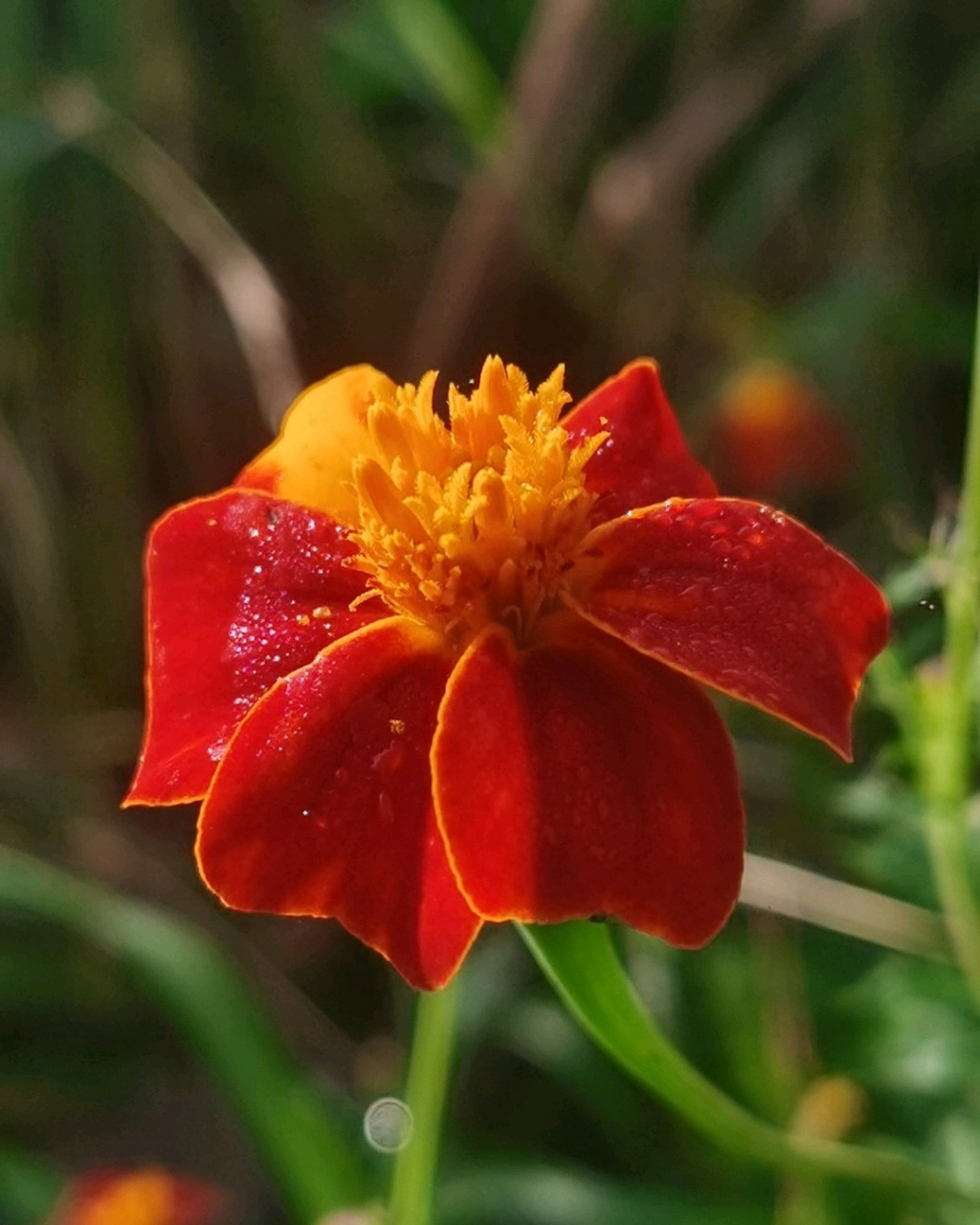 "多年开花不间断,花期漫漫度春秋" 分享花色鲜艳花朵典雅的孔雀草图片