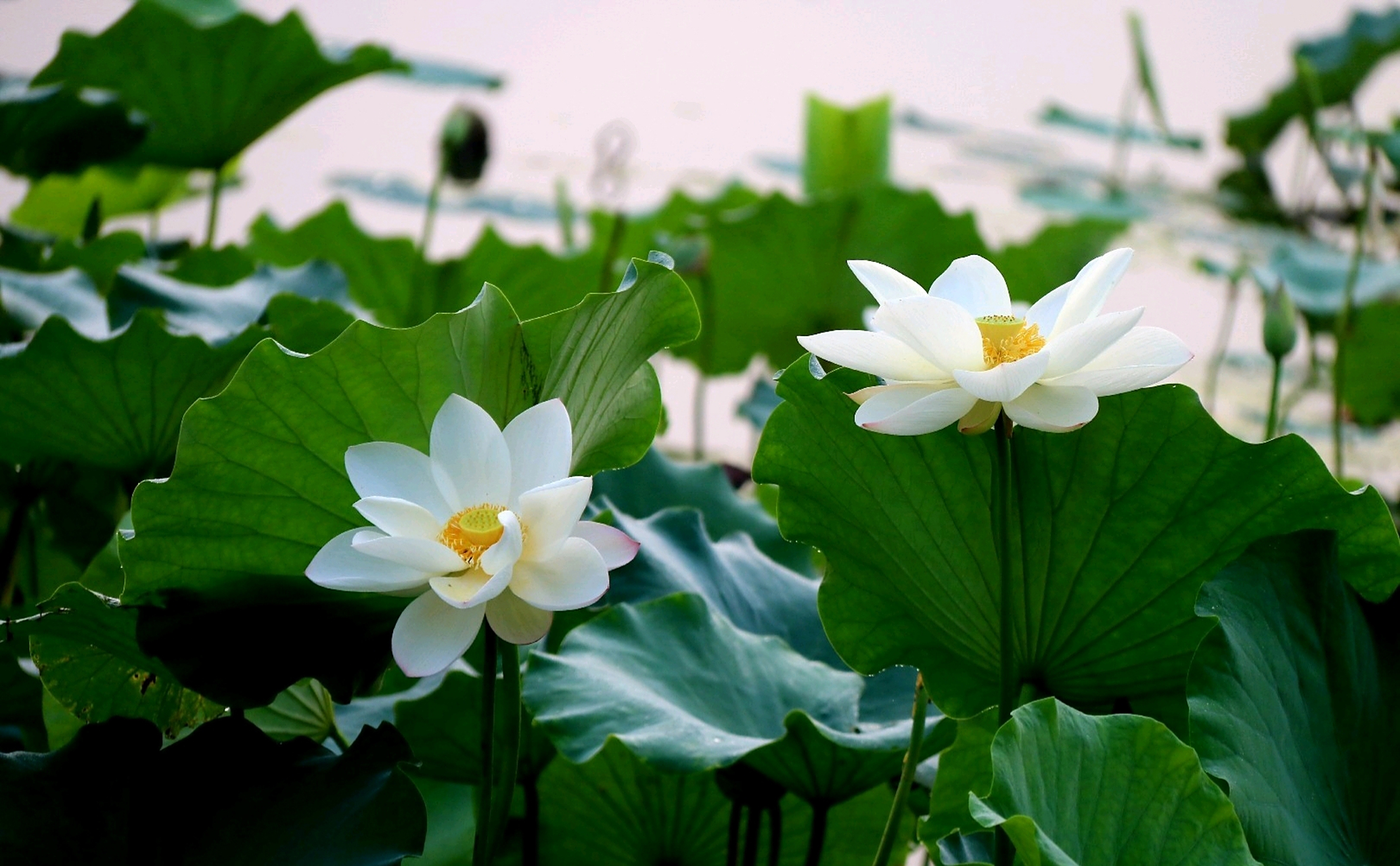 白莲花,洁白的花,圣洁的花. 分享一组白莲花美图.