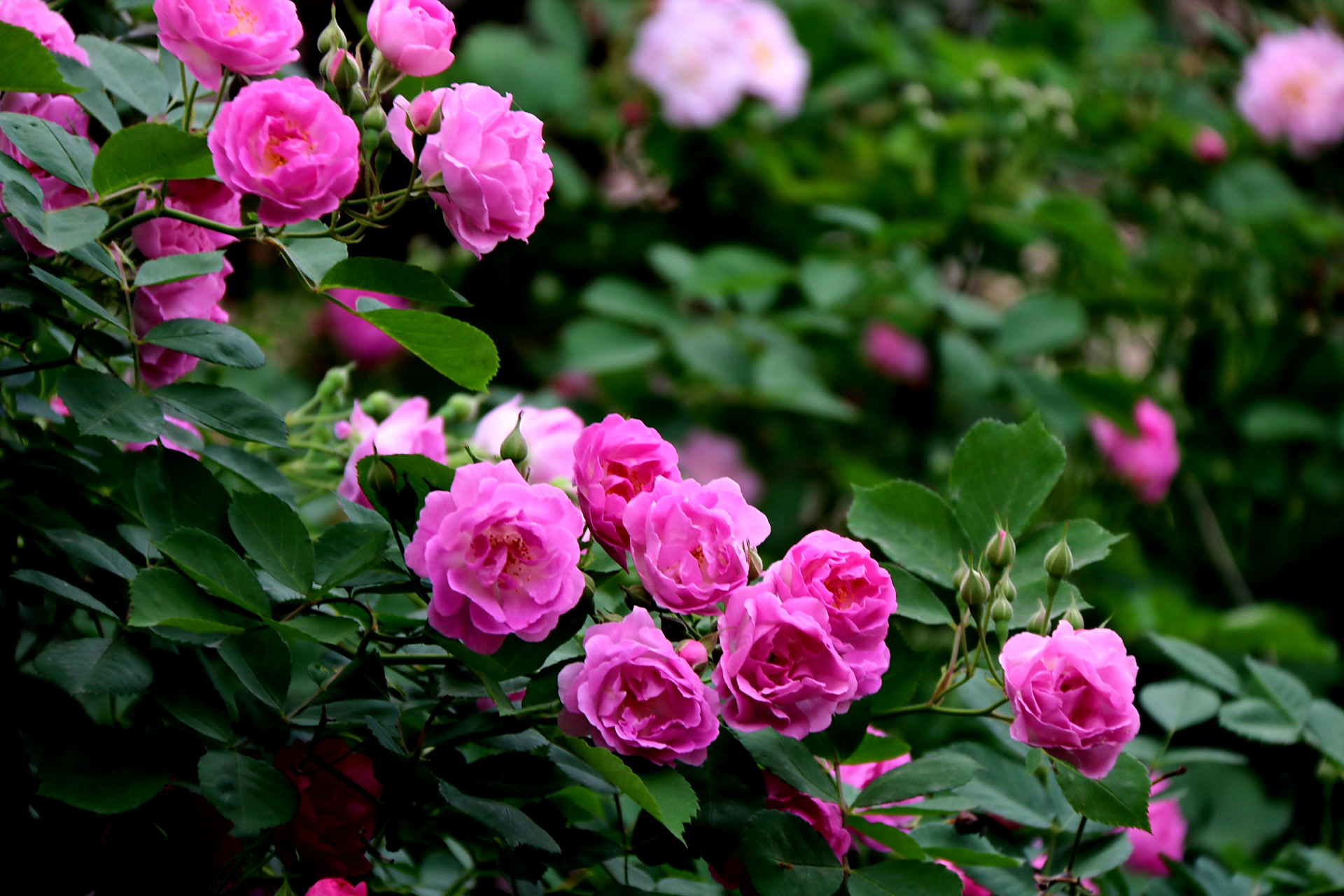 蔷薇,是蔷薇科蔷薇属木本植物;小叶为倒卵形,长圆形或卵形,有尖鹊单