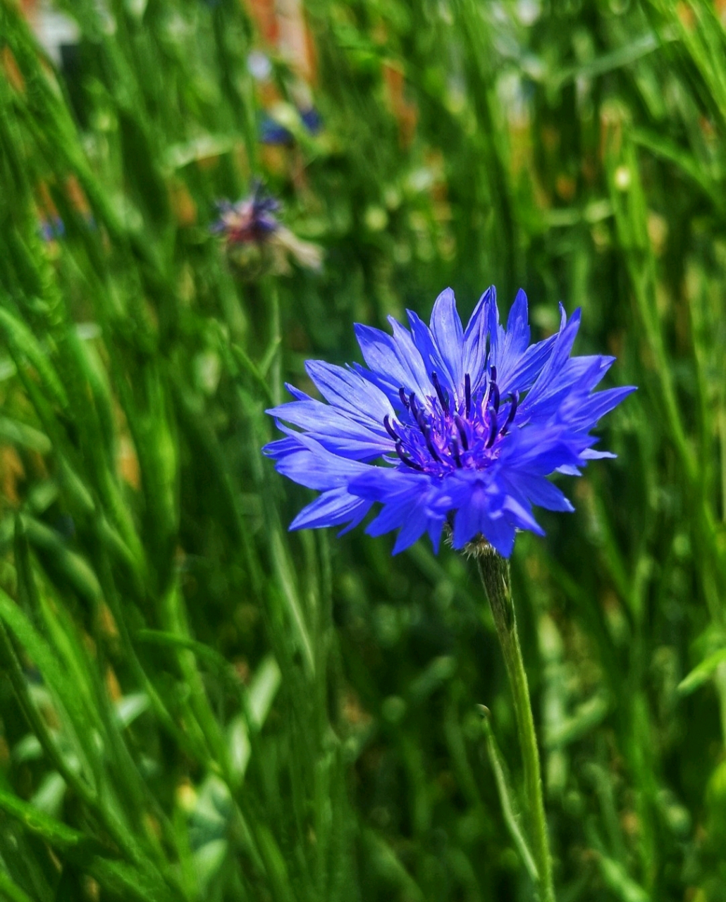 矢车菊(shi che ju )别名蓝芙蓉,翠兰,荔枝菊,蓝花矢车菊.