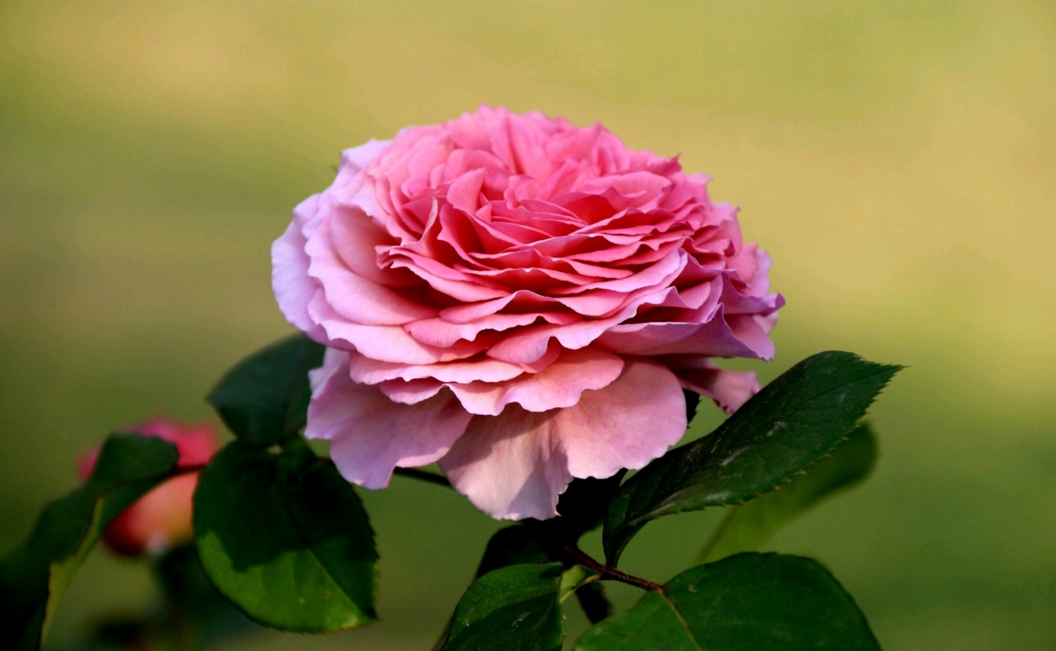 分享一组粉红系列月季花美图