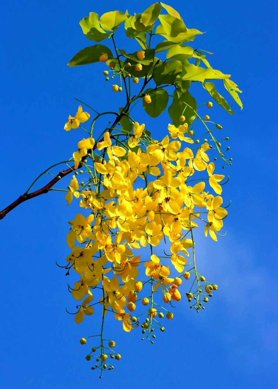 腊肠树,是豆科腊肠树属植物.