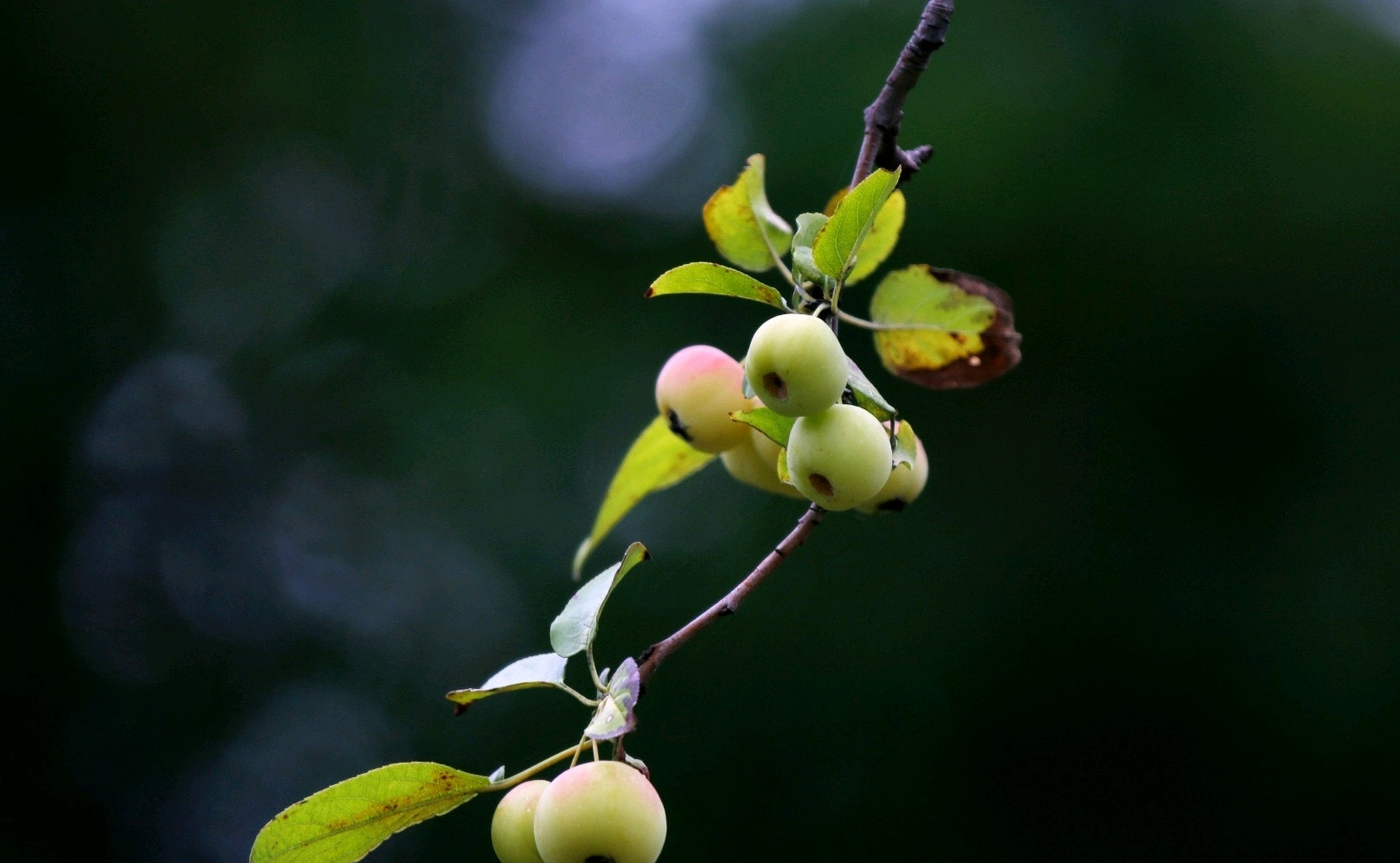 西府海棠果,挂满树枝头