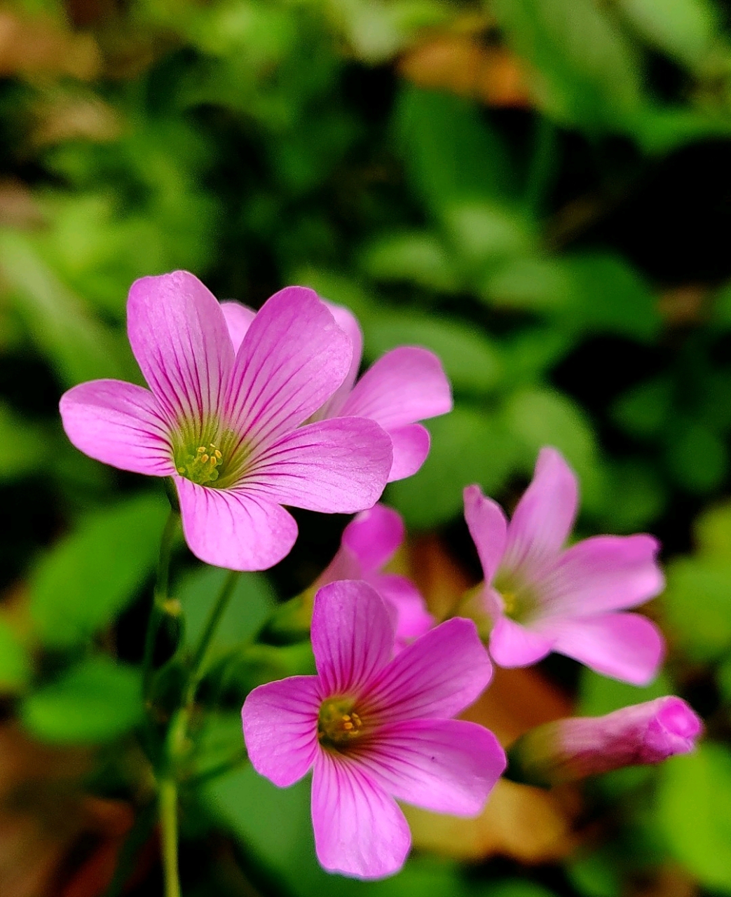 分享红花酢浆草美图 红花酢(cu)浆草-- 信手遍植点点绿,转瞬花开一片