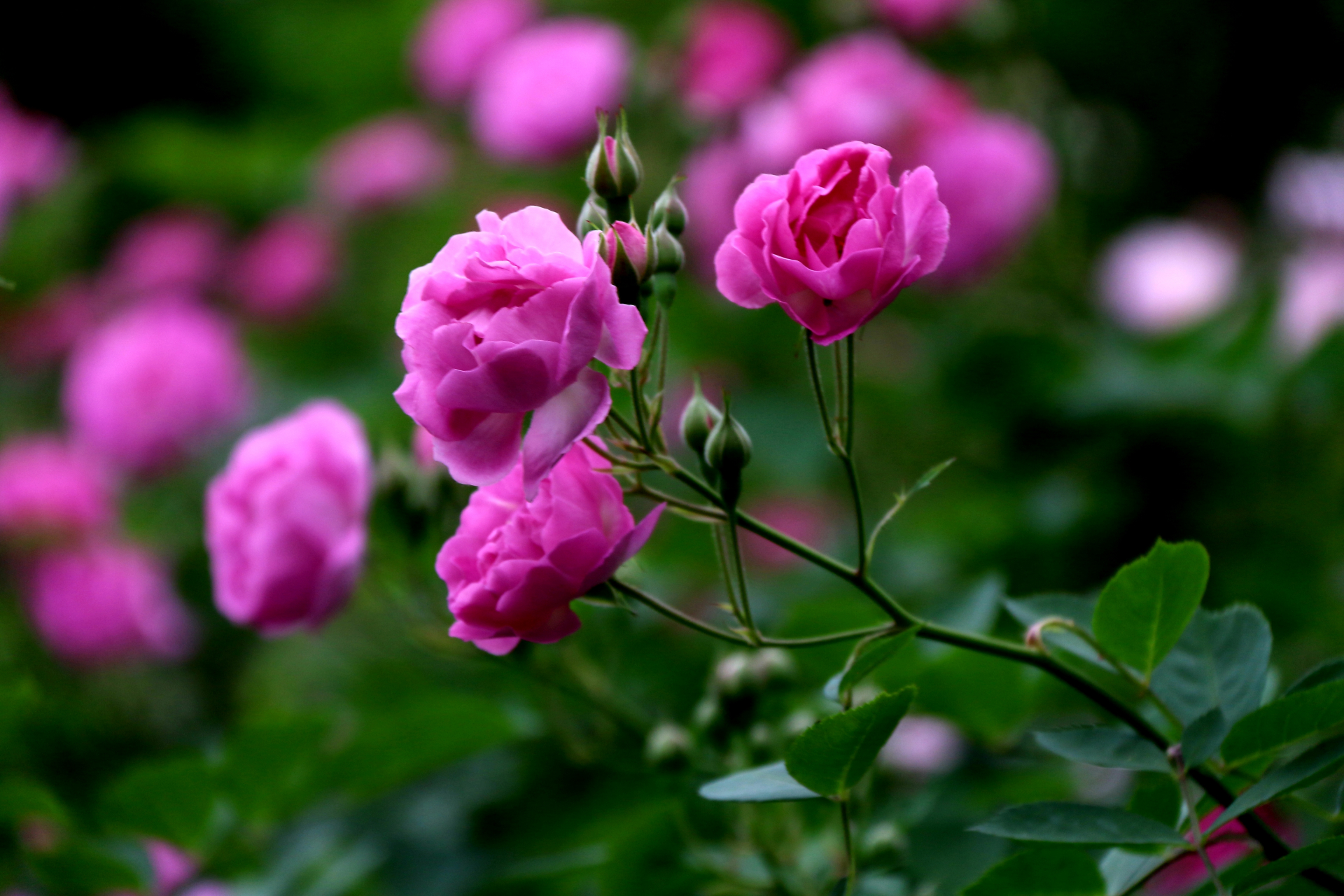 蔷薇,是蔷薇科蔷薇属木本植物;小叶为倒卵形,长圆形或卵形,有尖鹊单