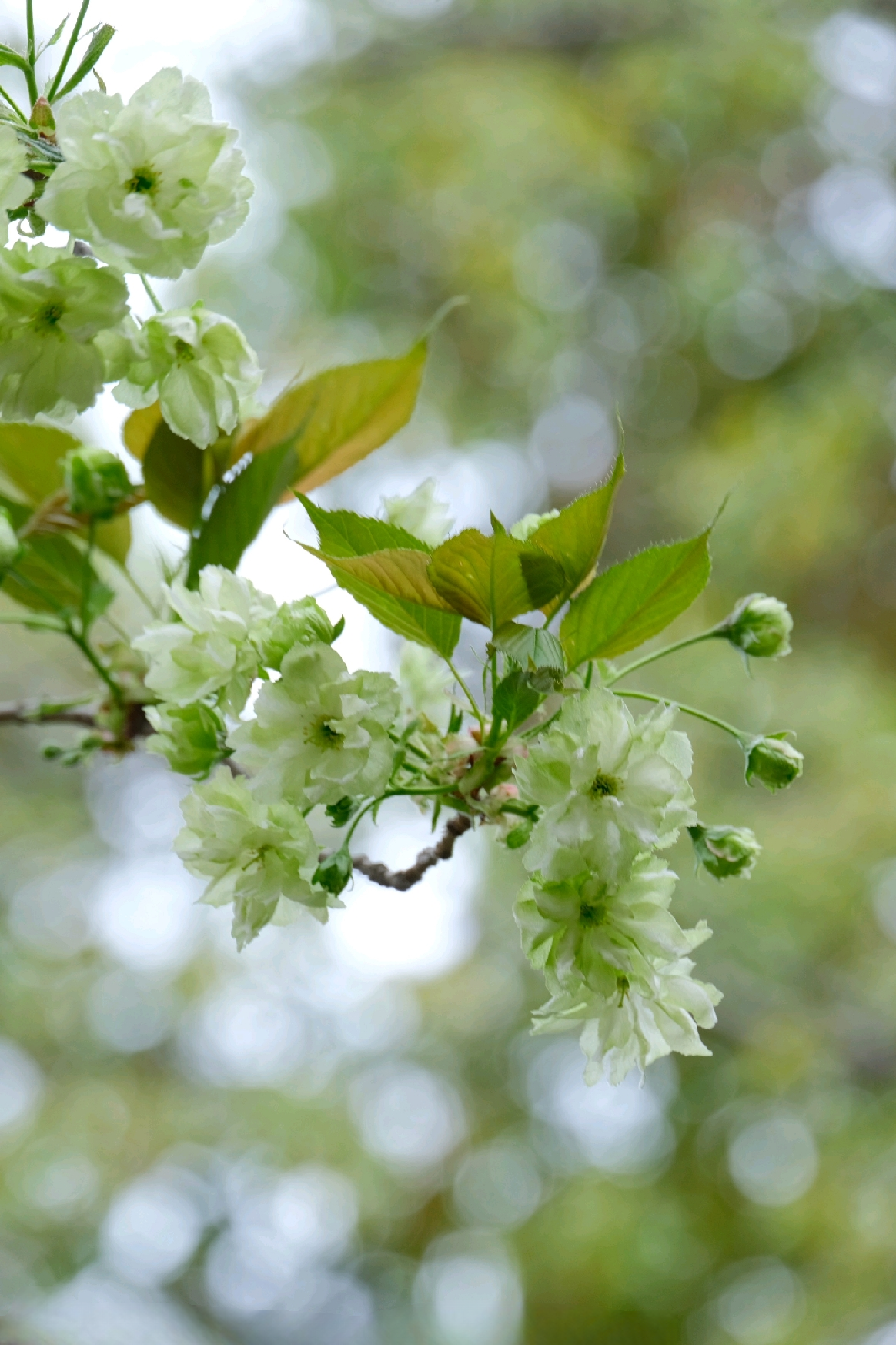 淡绿色的樱花你见过吗? 它可是樱花界"大熊猫"啊!