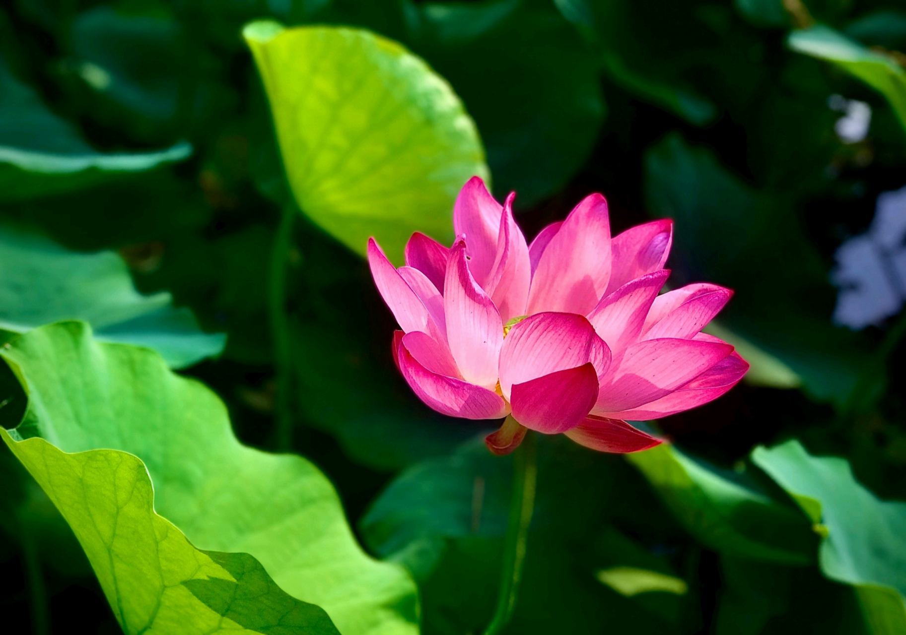 高清荷花图片大全实景图片