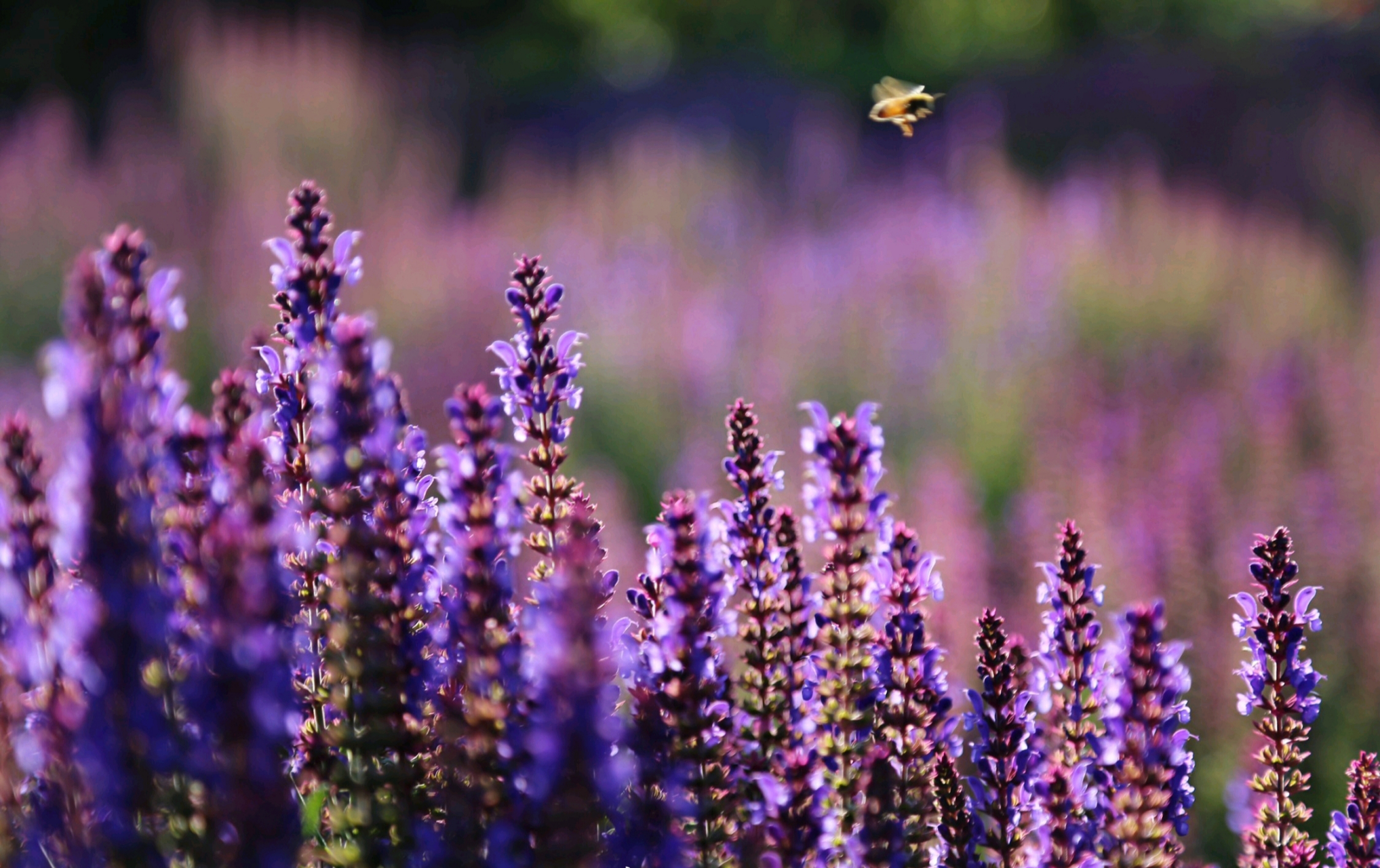 林荫鼠尾草,美如紫色迷雾