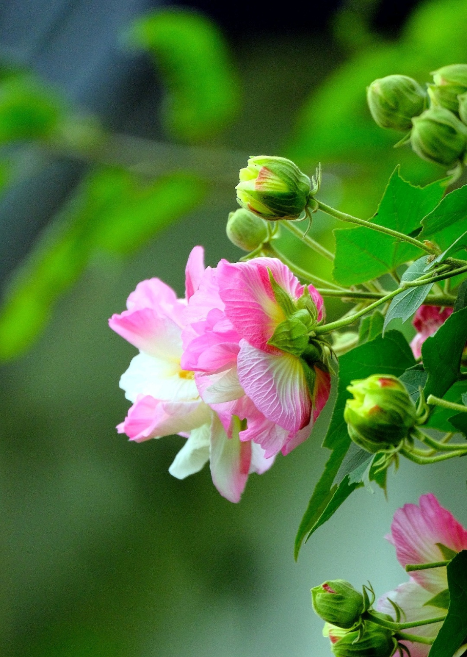 分享木芙蓉图片