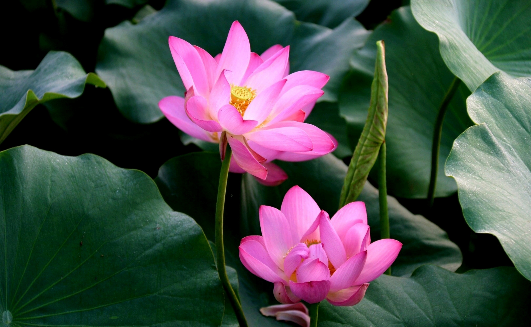 荷叶罗裙一色裁,芙蓉向脸两边开.