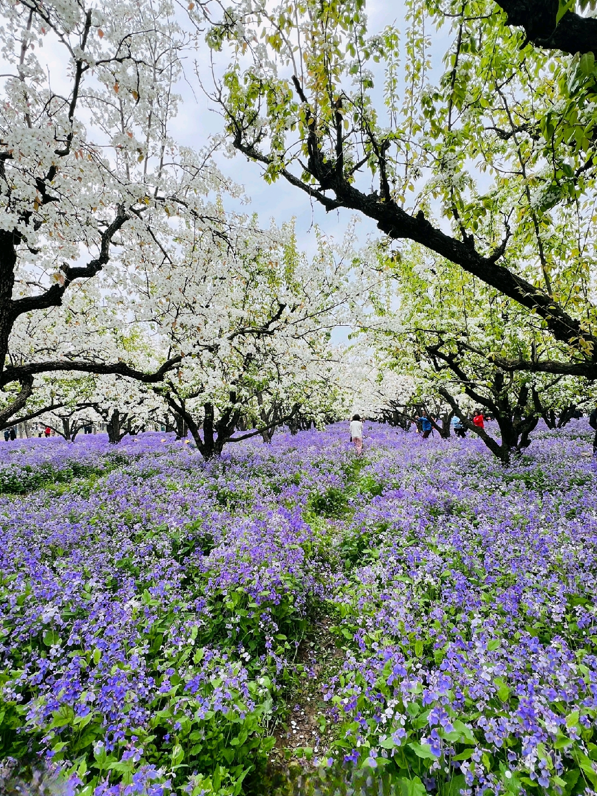 【梨兰会】 在宿迁,有一种春天叫梨兰会, ——梨花与二月兰相会.