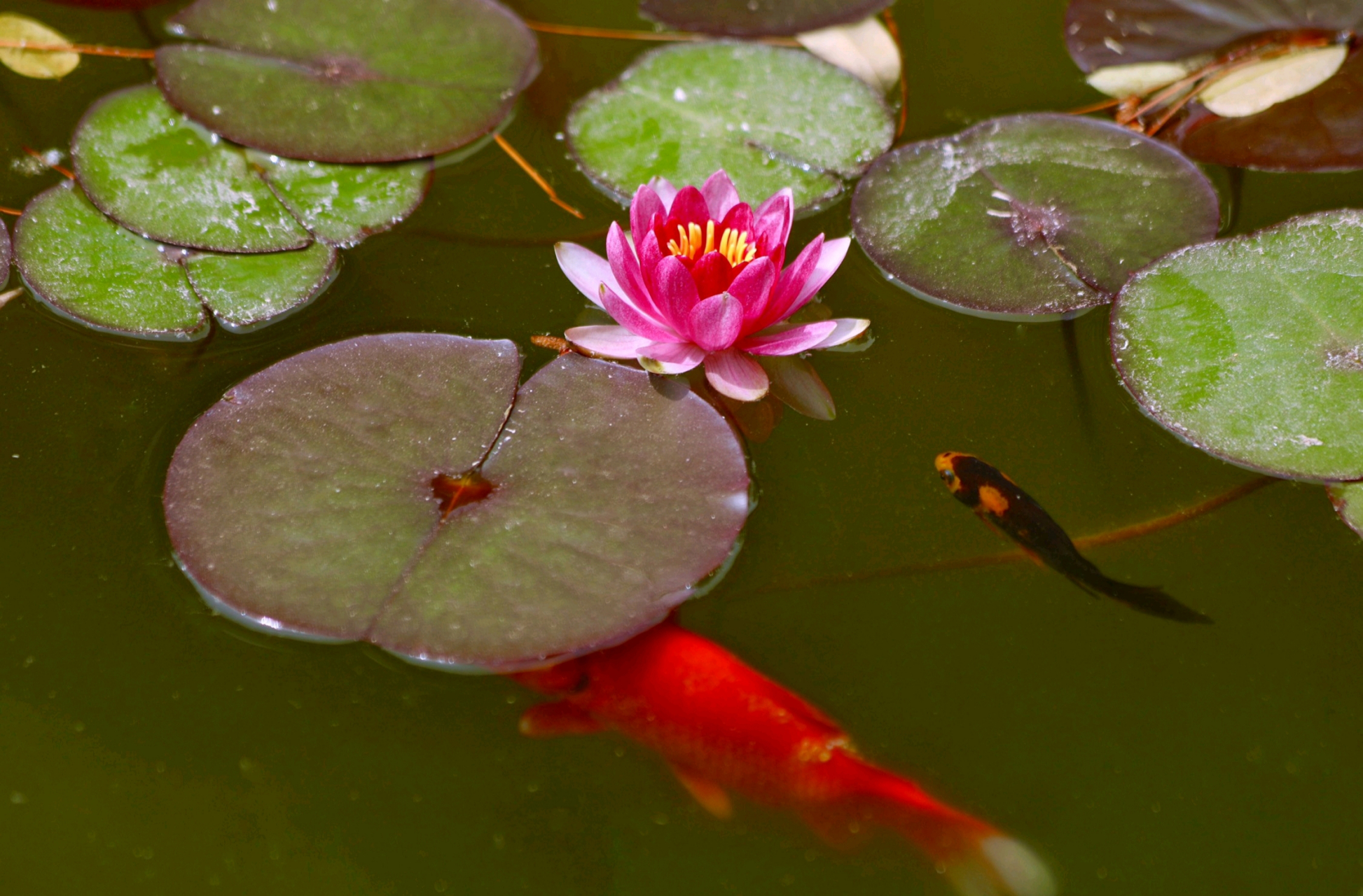 远离俗世繁华,独自惊艳开花 分享一组睡莲美图