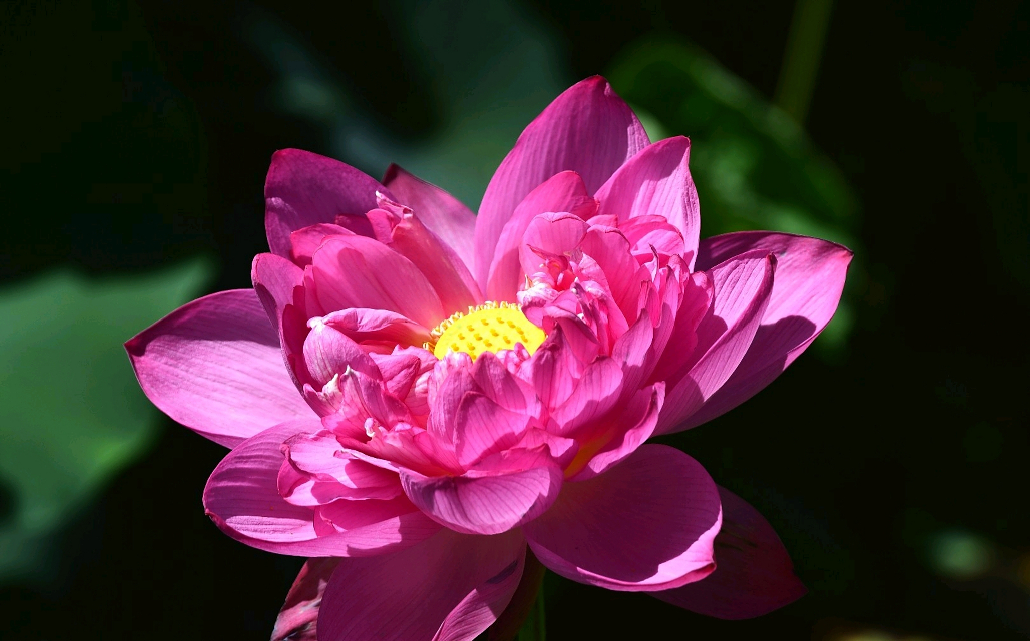 分享重瓣荷花图片