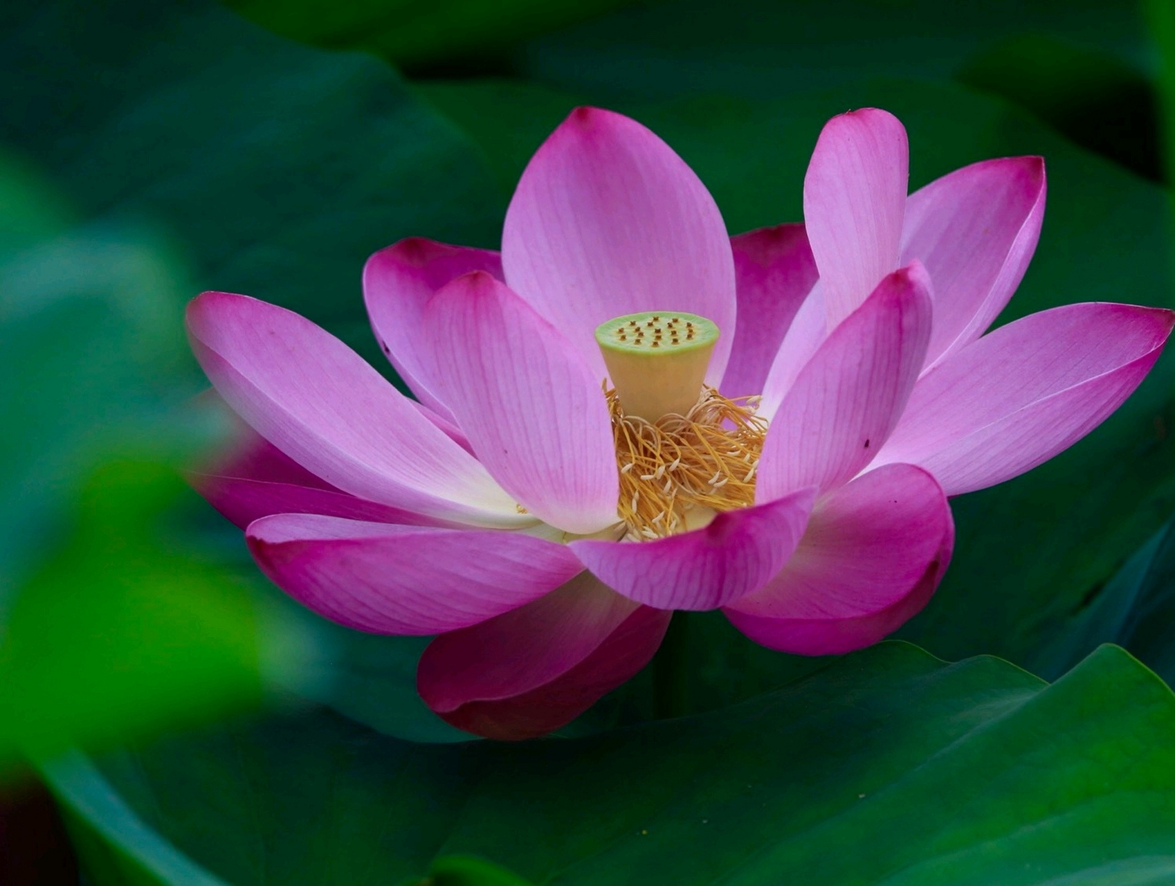 盛夏荷花依然香,等你宛在水中央