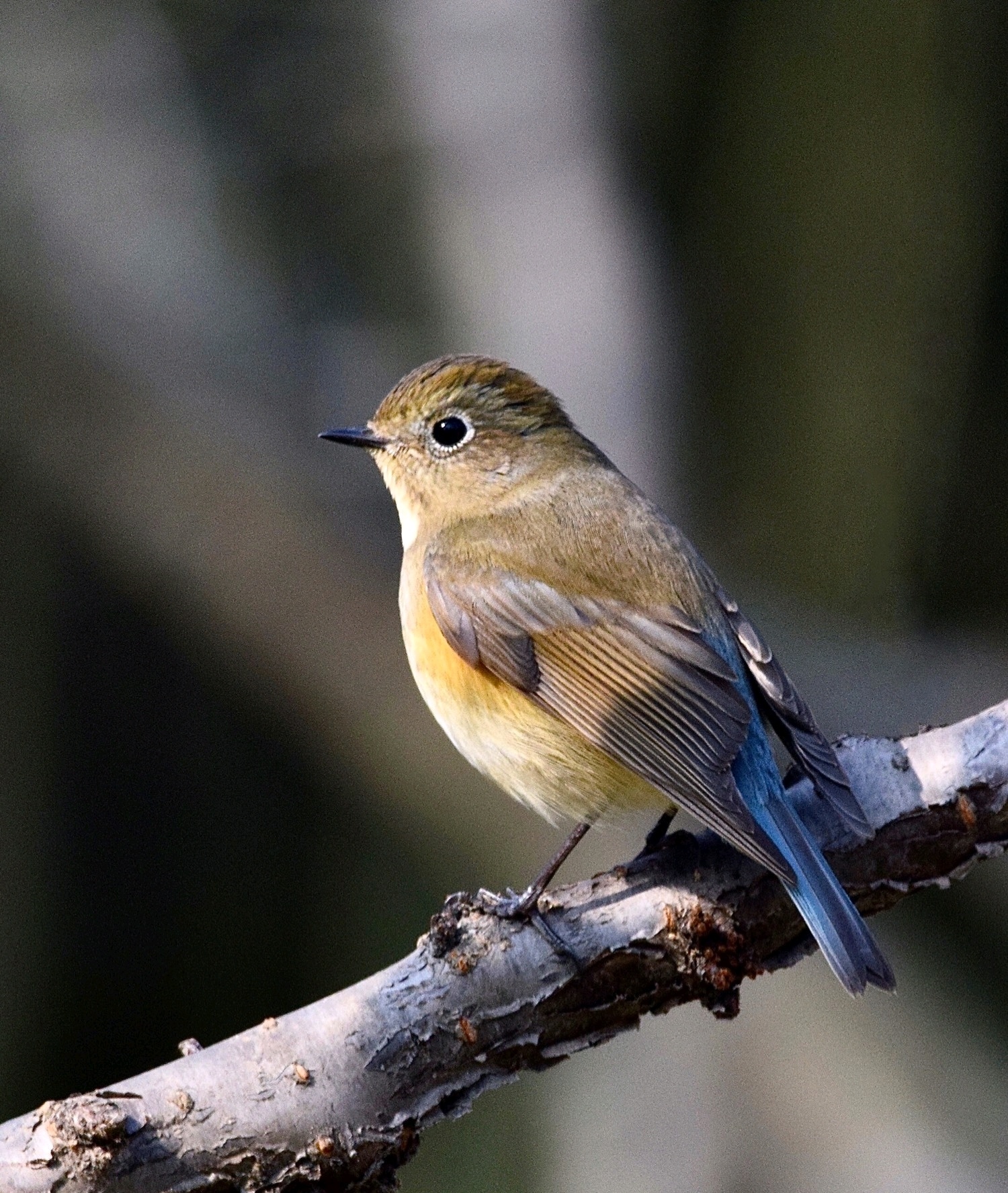 身边最常见的鸟类——小麻雀, 呆萌可爱,人类的好朋友.