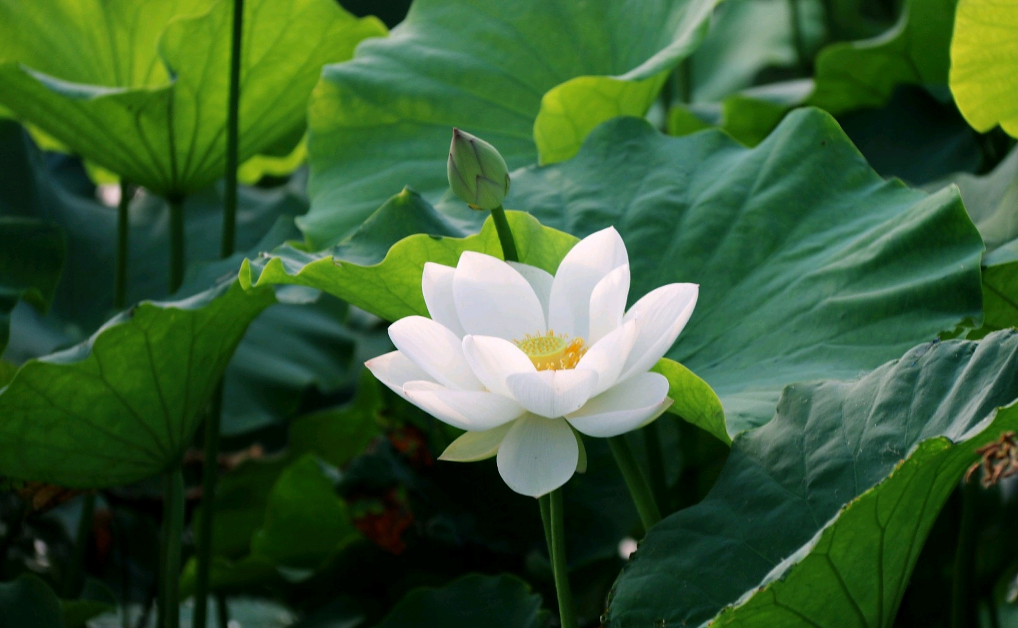 分享一组白莲花美图.