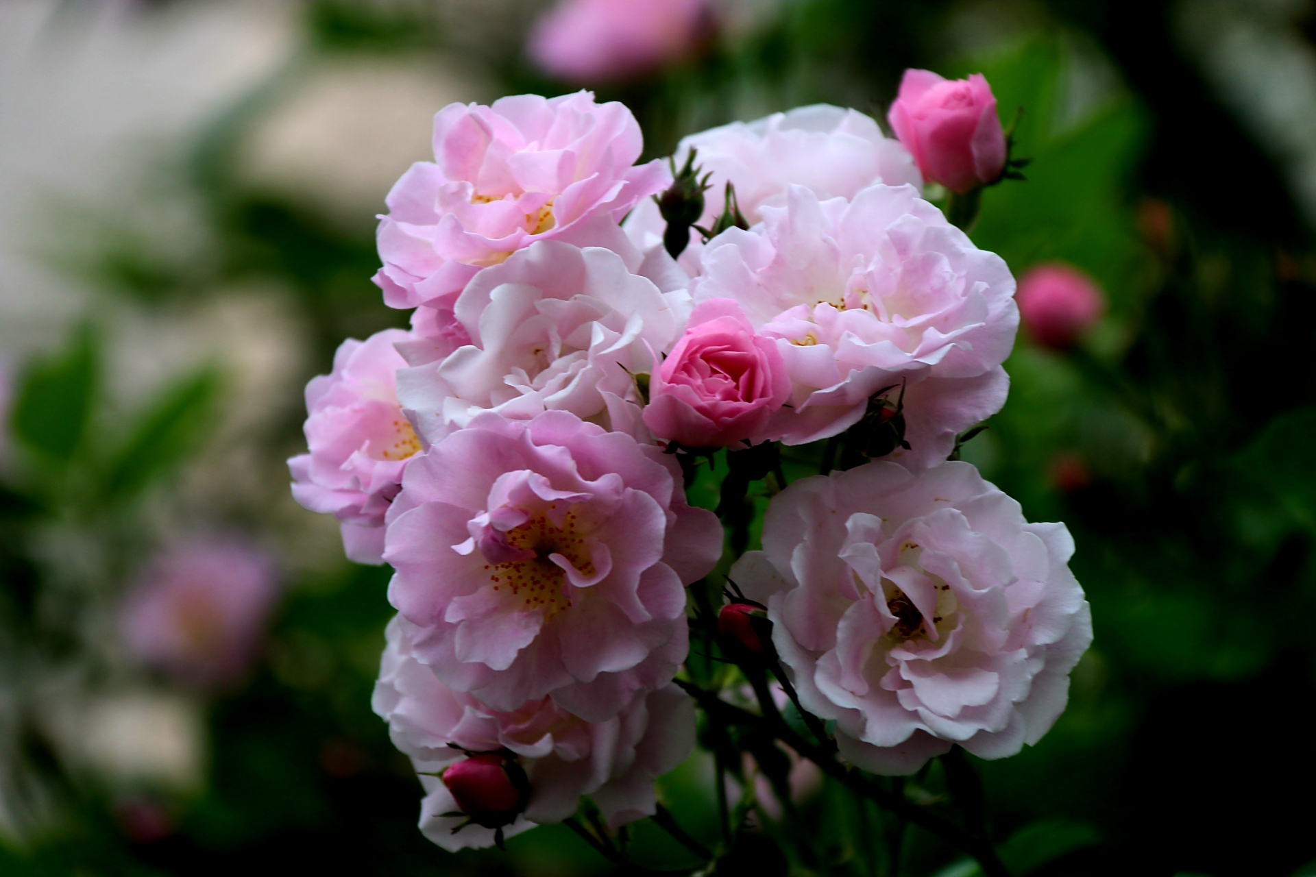 蔷薇,是蔷薇科蔷薇属木本植物;小叶为倒卵形,长圆形或卵形,有尖鹊单