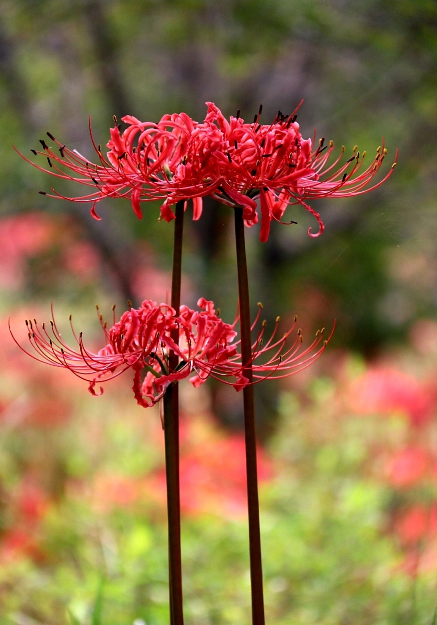 彼岸花大红色的花,红得艳丽,红得惊人,红的如鲜血.