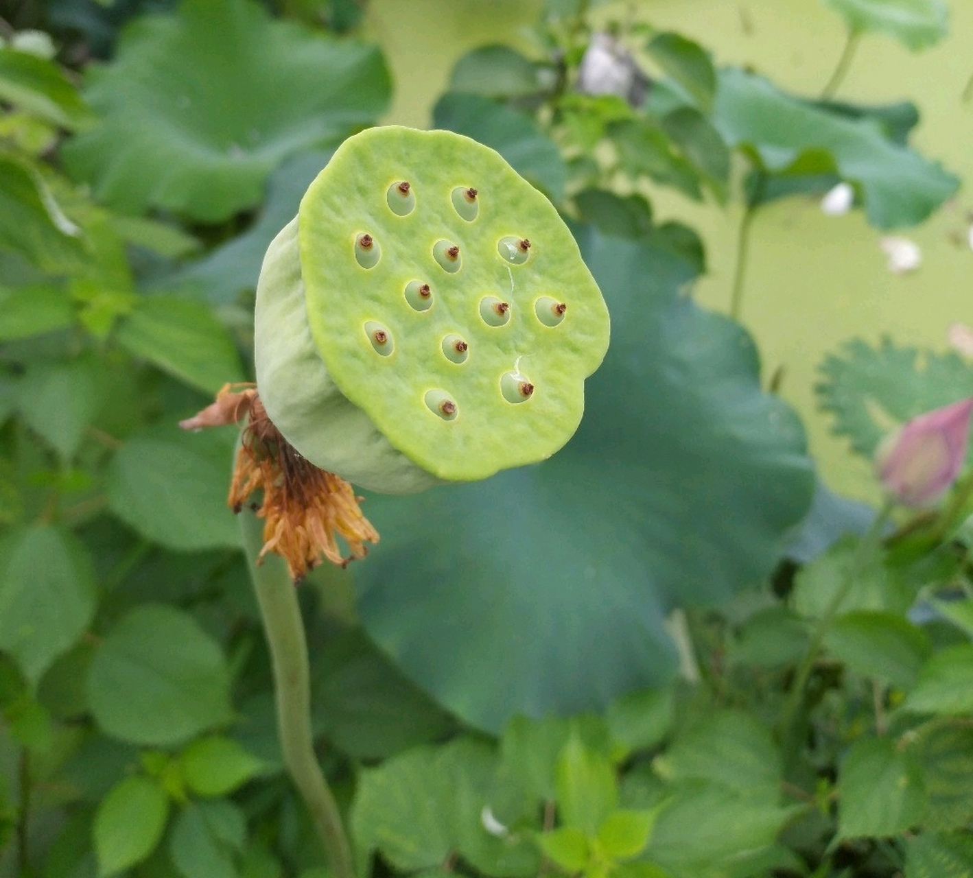 莲叶层层张绿伞,莲房个个垂金盏