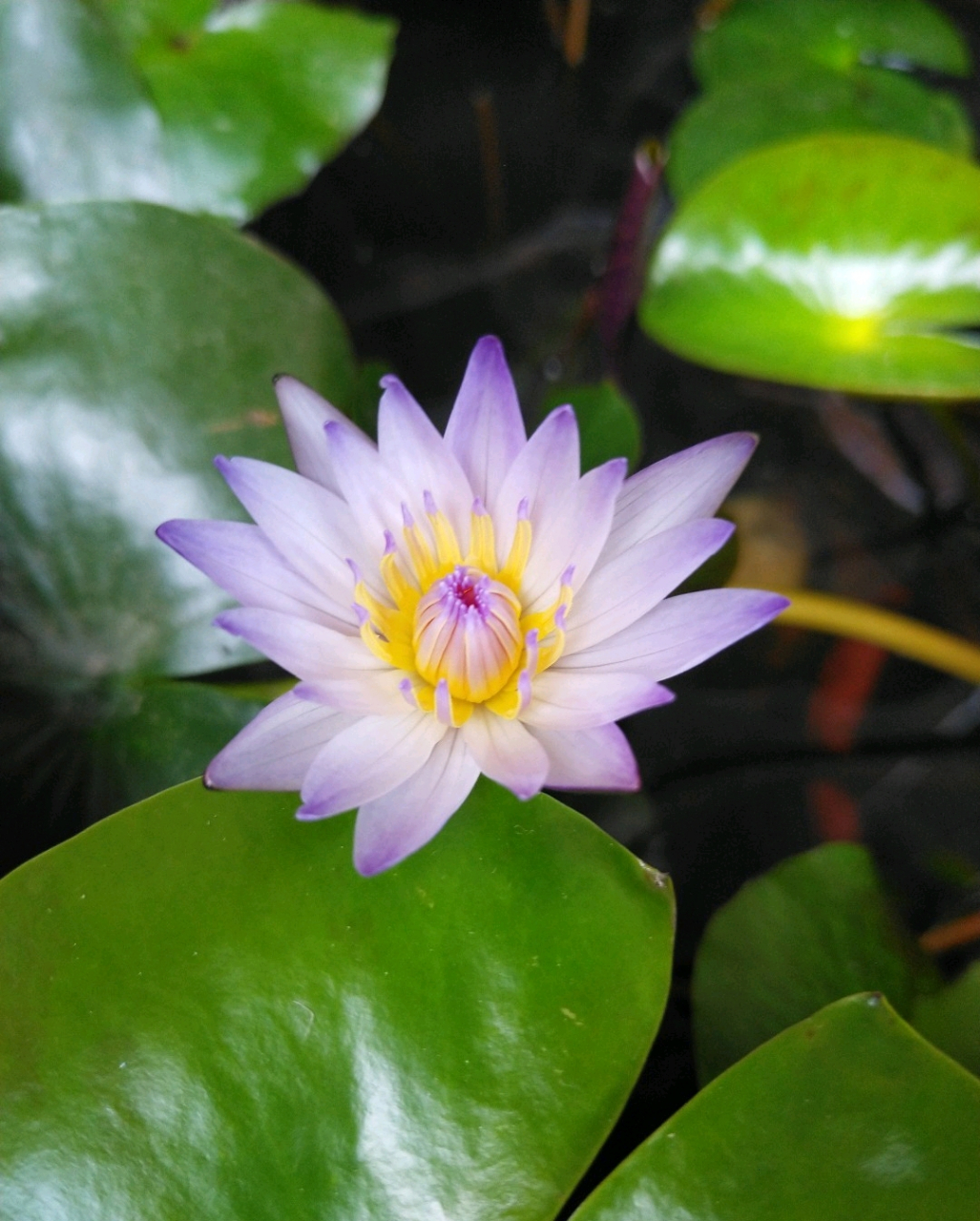 远离俗世繁华,独自惊艳开花 分享一组睡莲美图