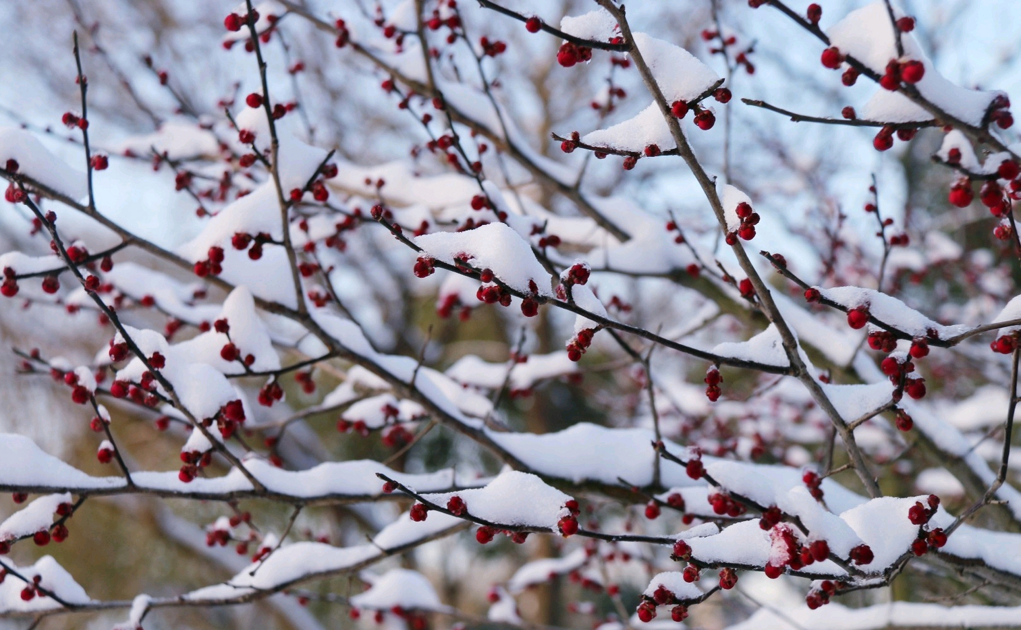 紅梅瑞雪兆豐年,各位早上好!