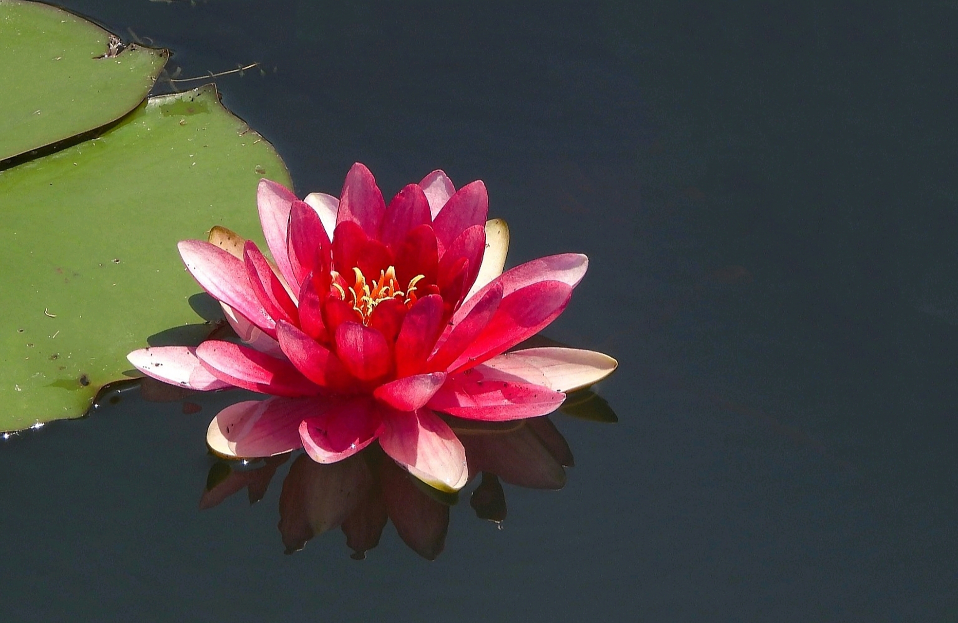 远离俗世繁华,独自惊艳开花 分享一组睡莲美图