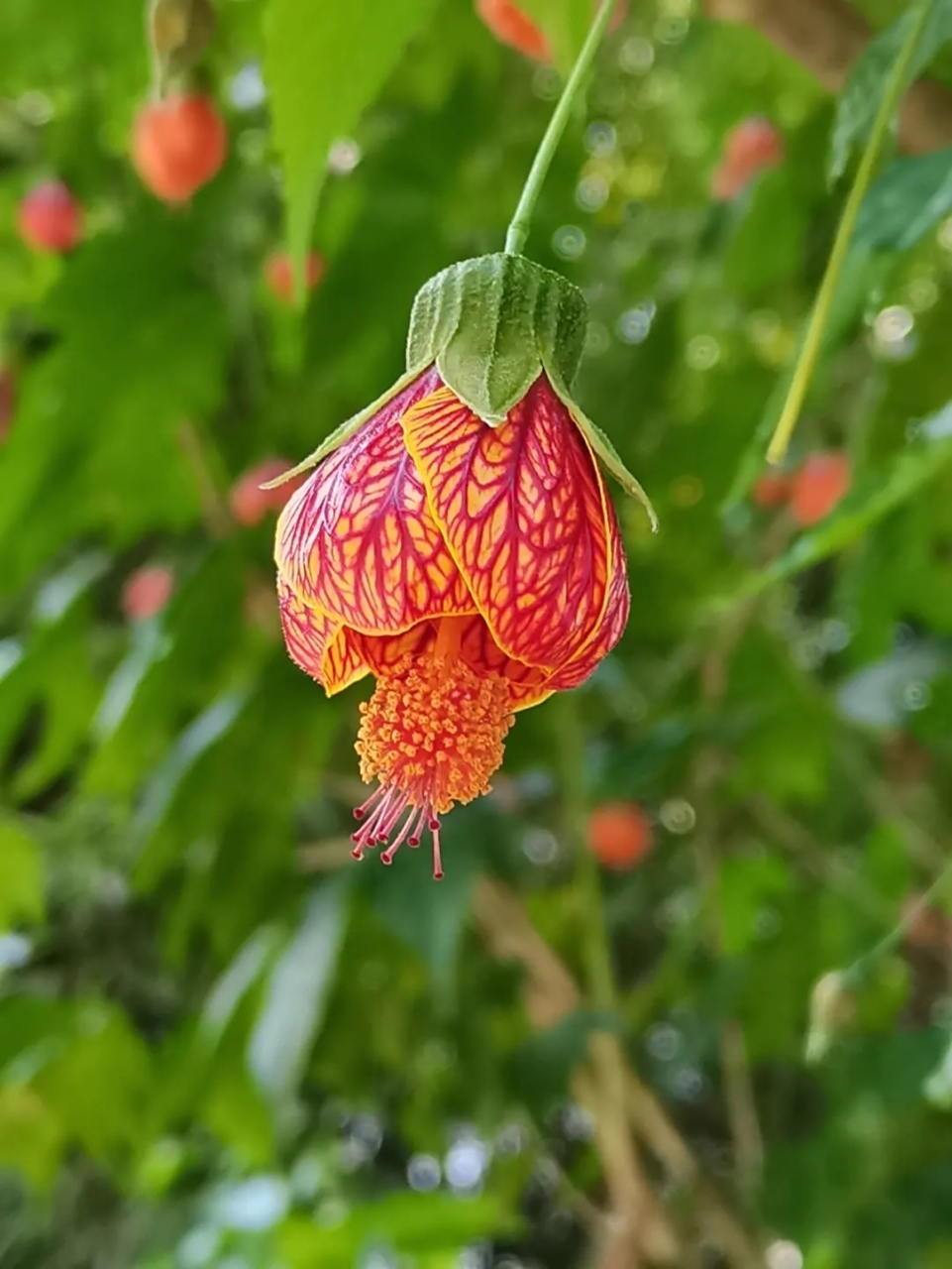 金铃花,别名灯笼花,风铃花等,是金铃木锦葵科苘麻属常绿灌木,高达1米